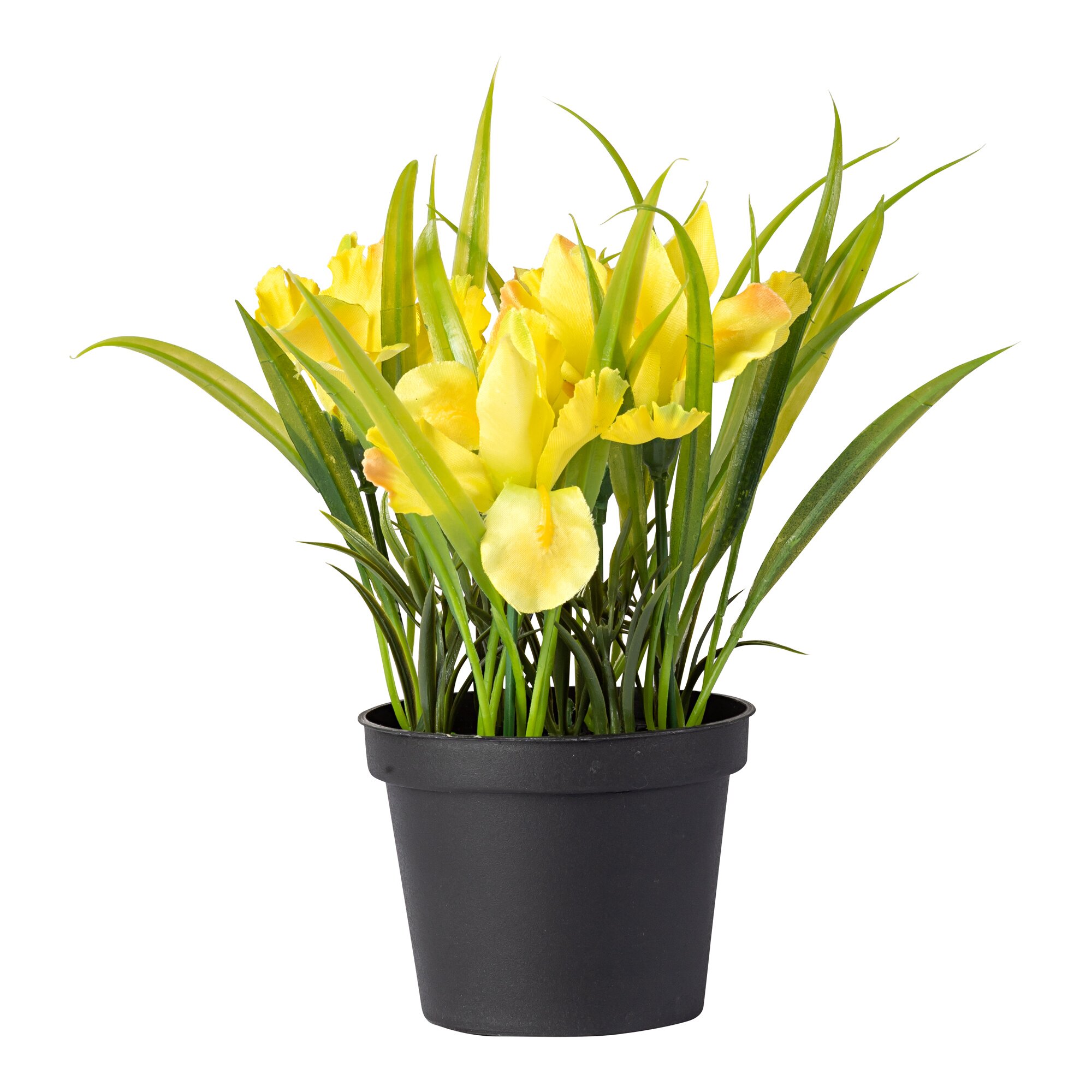 Blumentopf Iris