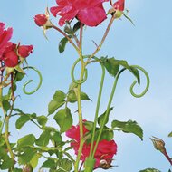 Blumen-St&uuml;tze 