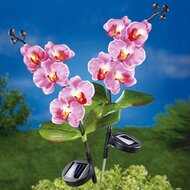 Solar-Orchidee 