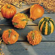 Deko-K&uuml;rbis-Set 