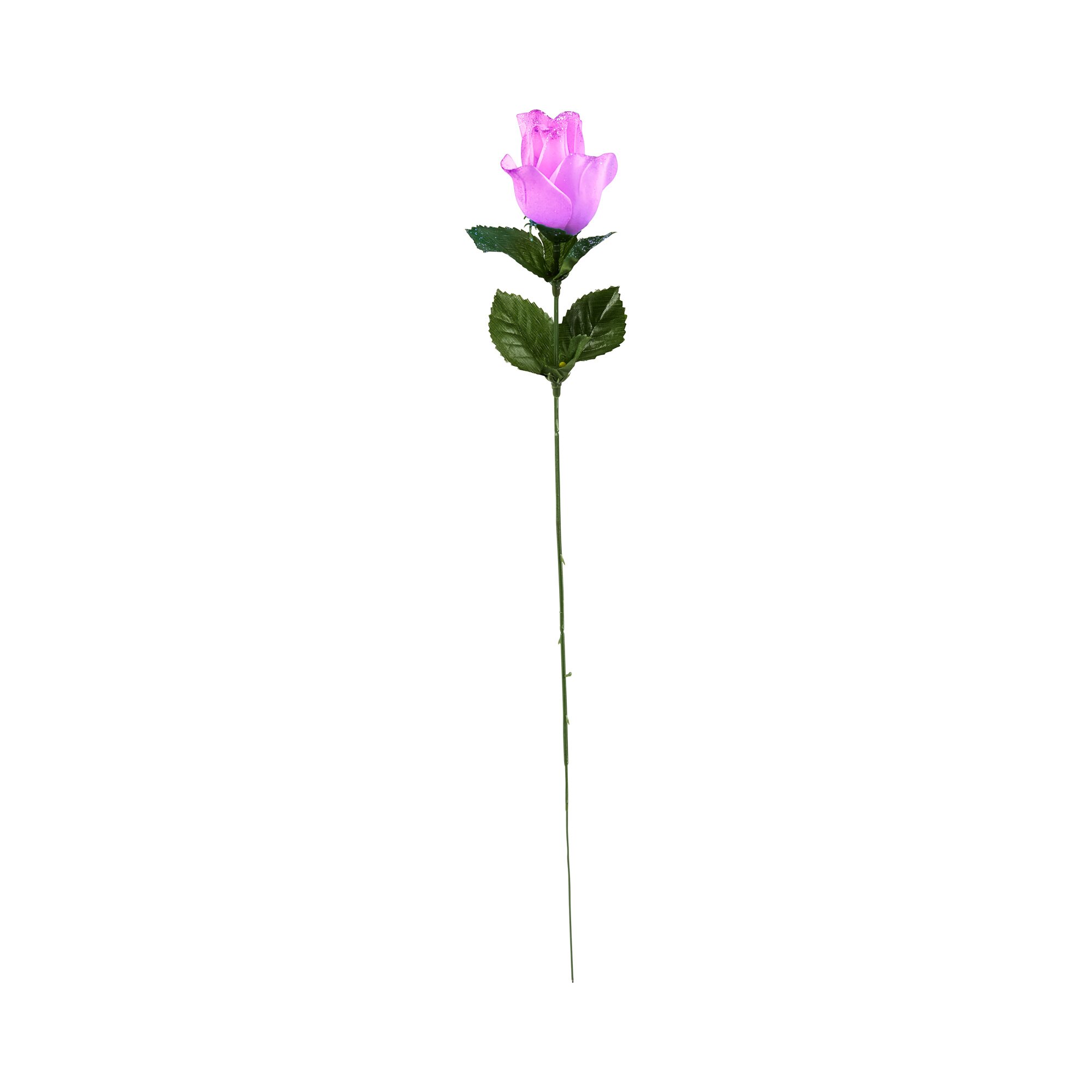 Rose « Météo »