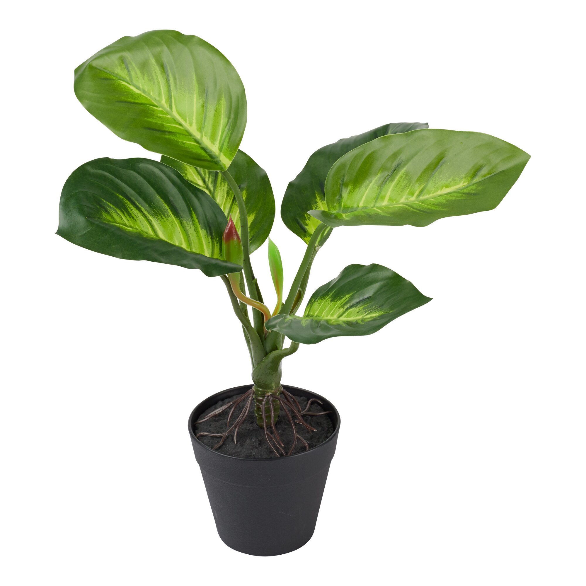 Deko-Pflanze Ficus