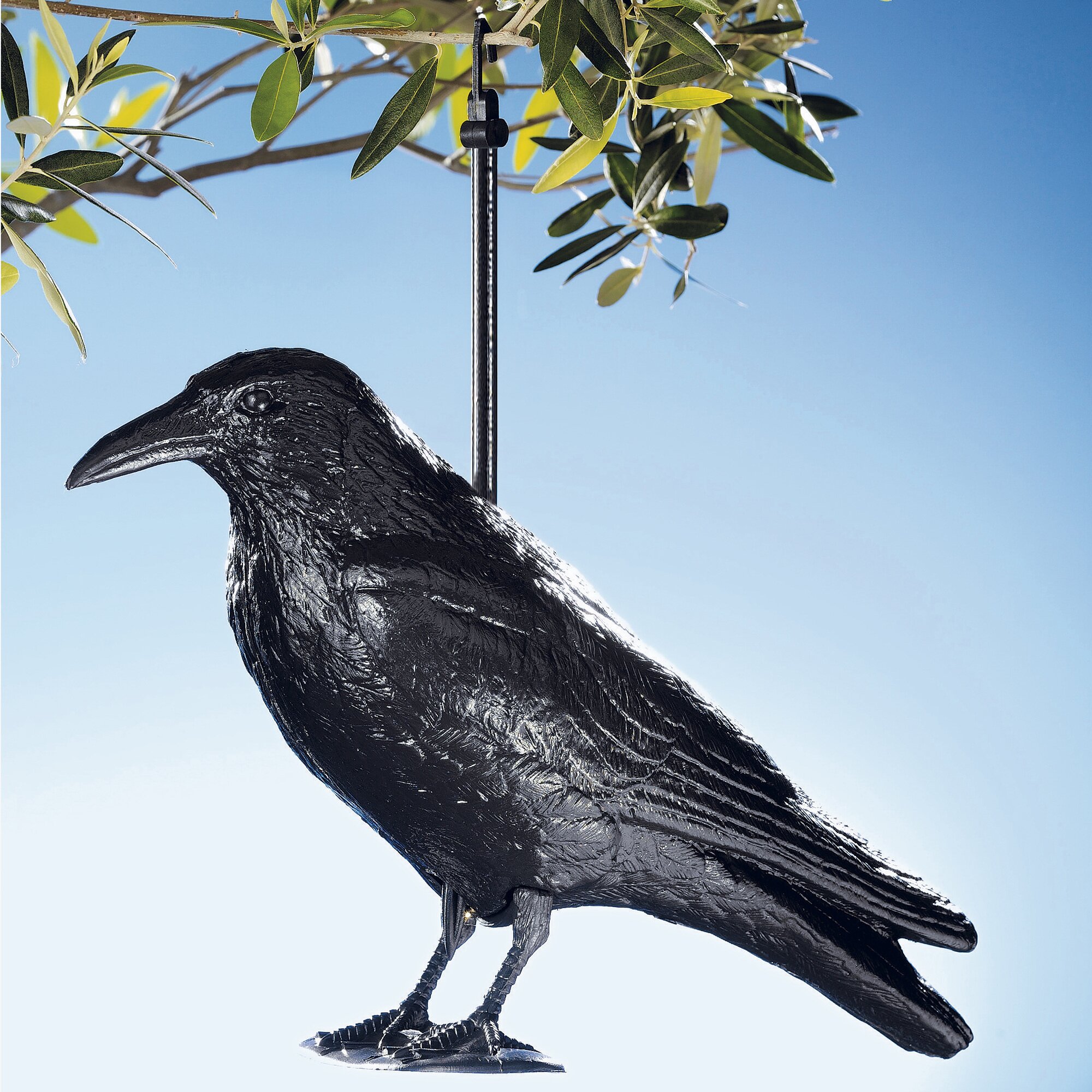 Vogelschreck Rabe