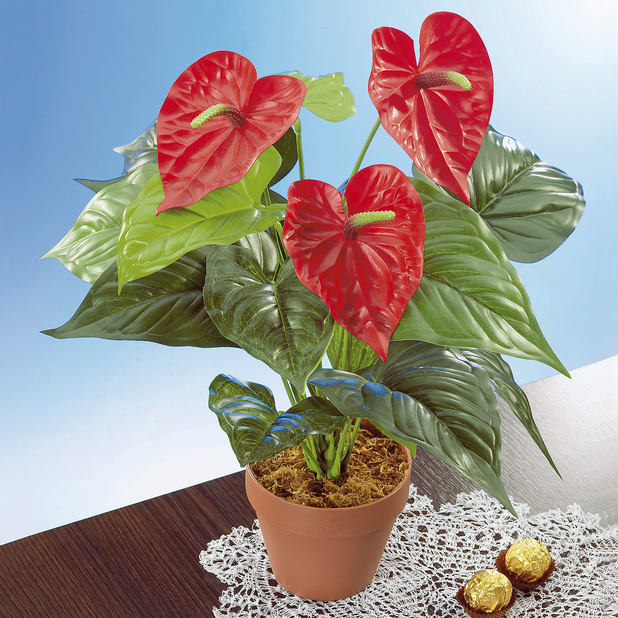 Anthurium