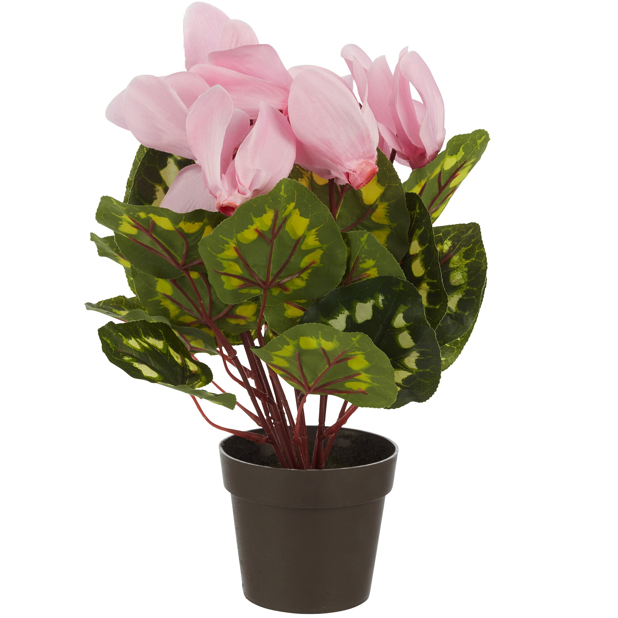 Alpenveilchen, rosa