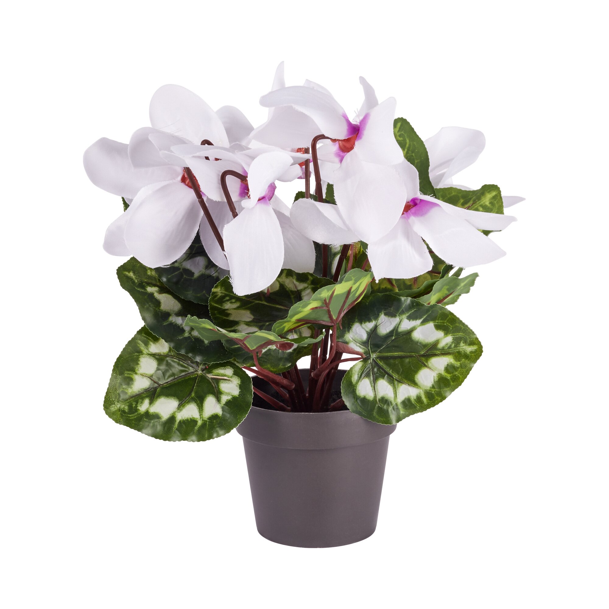 Cyclamen