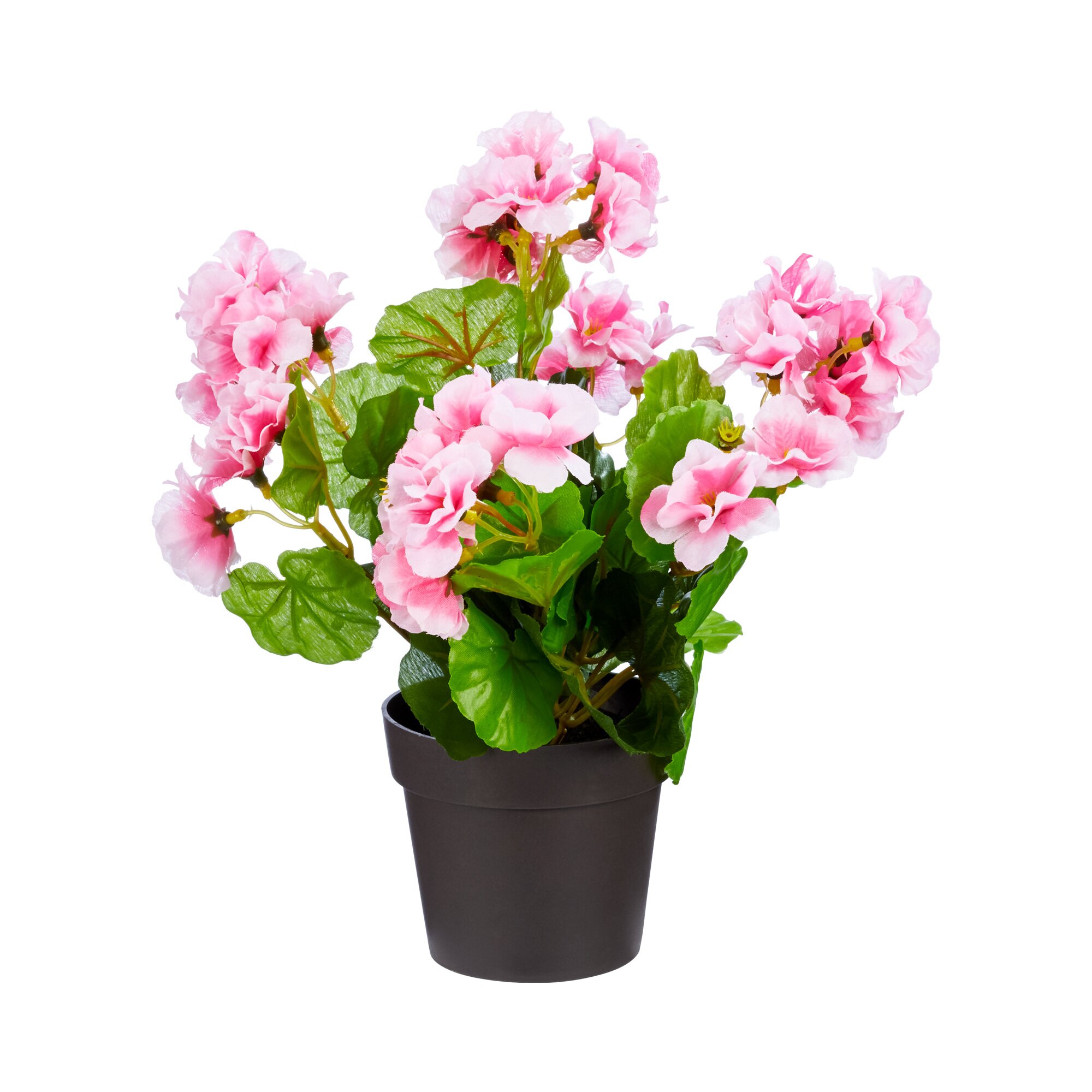 Stehgeranien, rosa