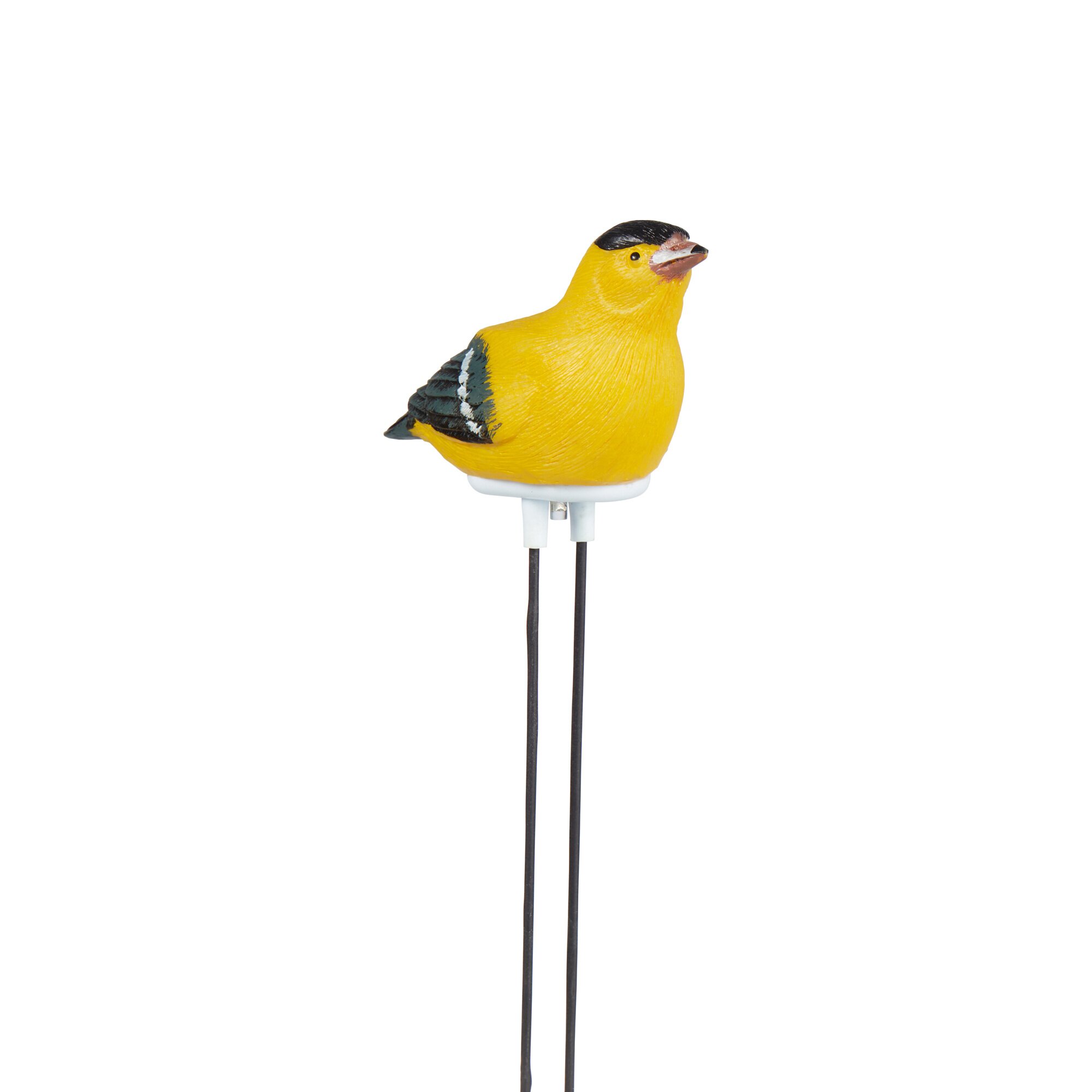 Oiseau avec capteur « Cuicui »