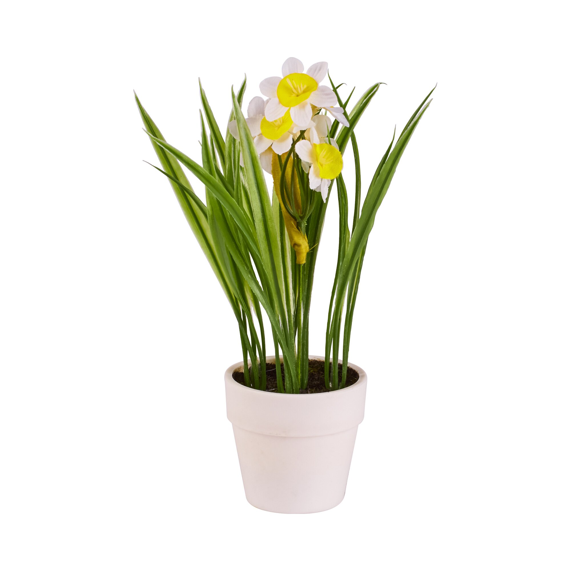 Narcisses