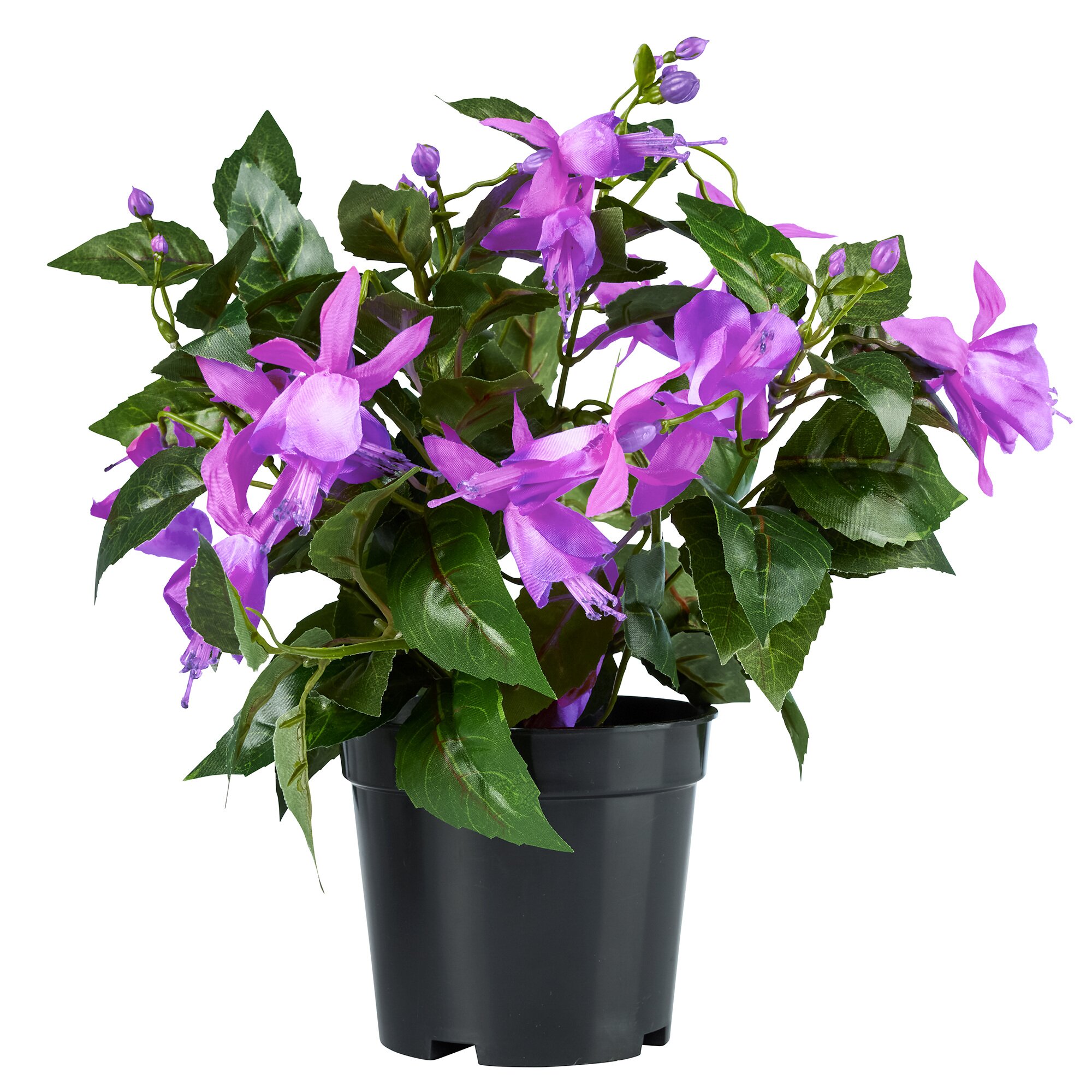 Fuchsia en pot
