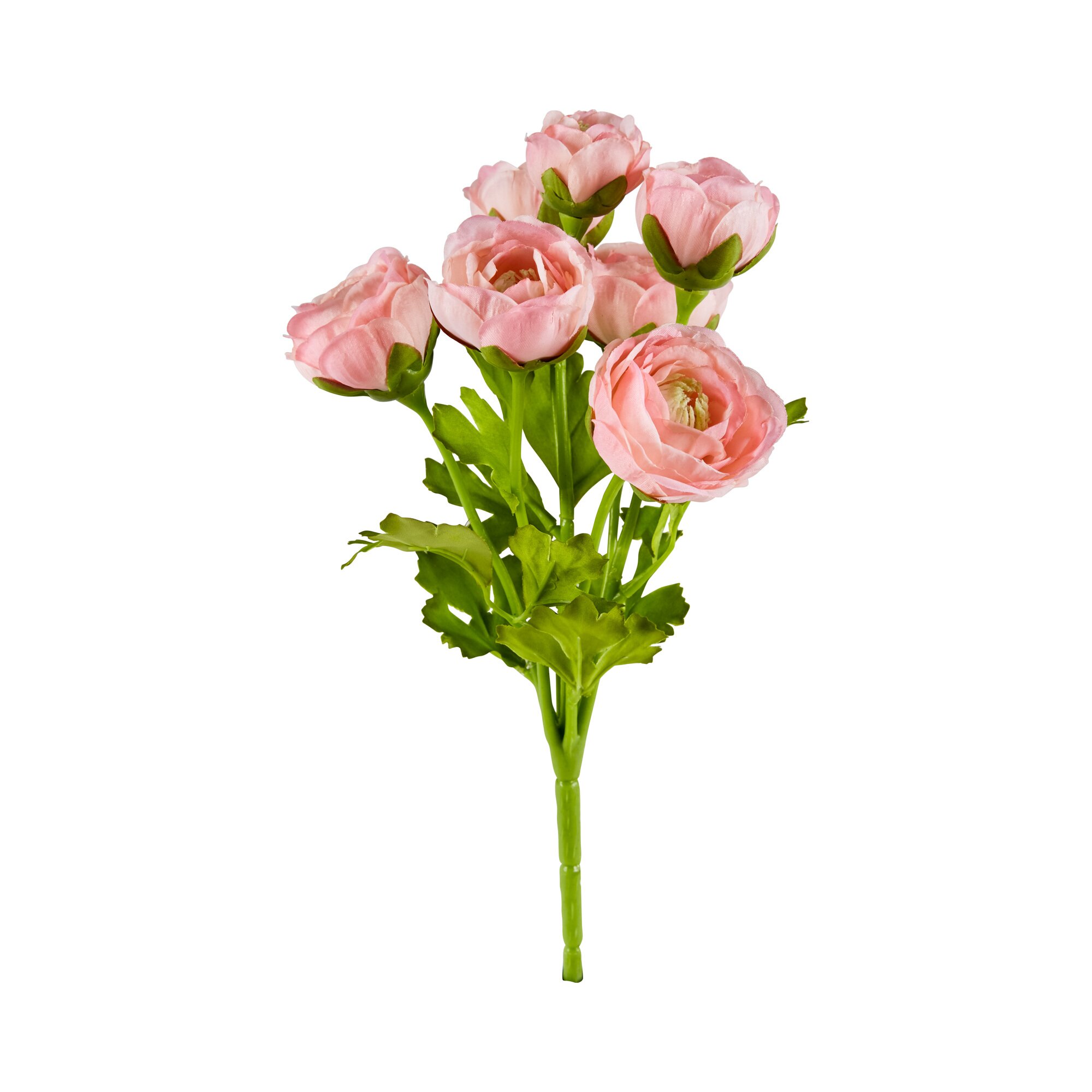 Ranunkel, rosa