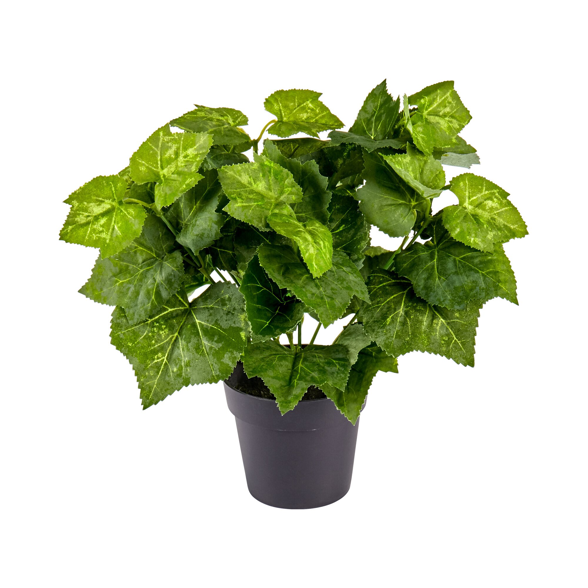 Plante déco « Lierre »