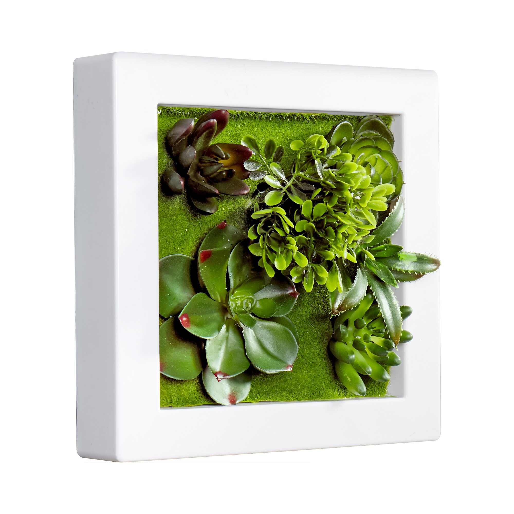 Tableau « Succulentes »