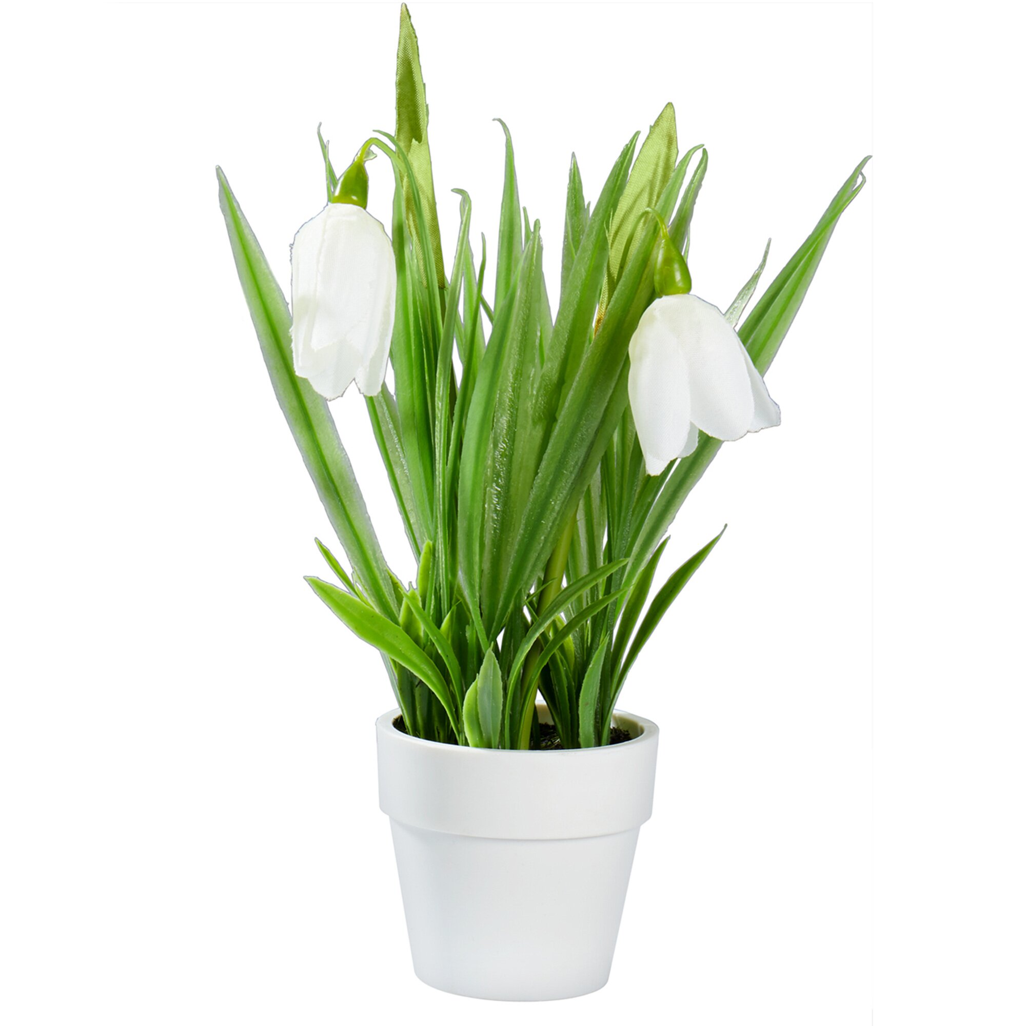 Perce-neige