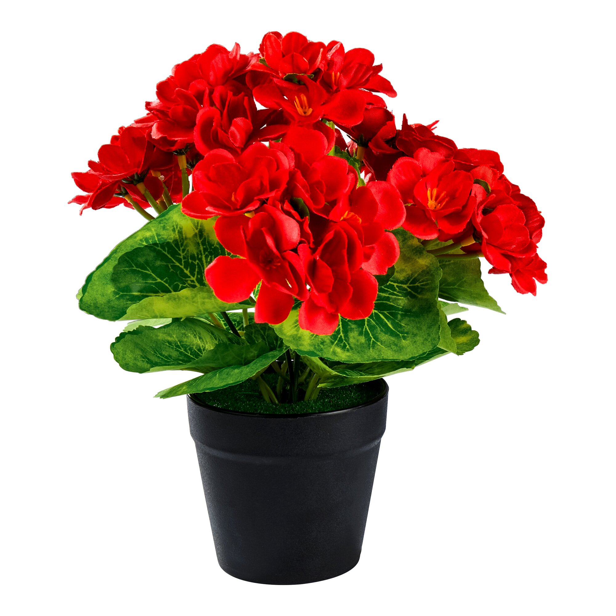 Géranium classique « Mini »