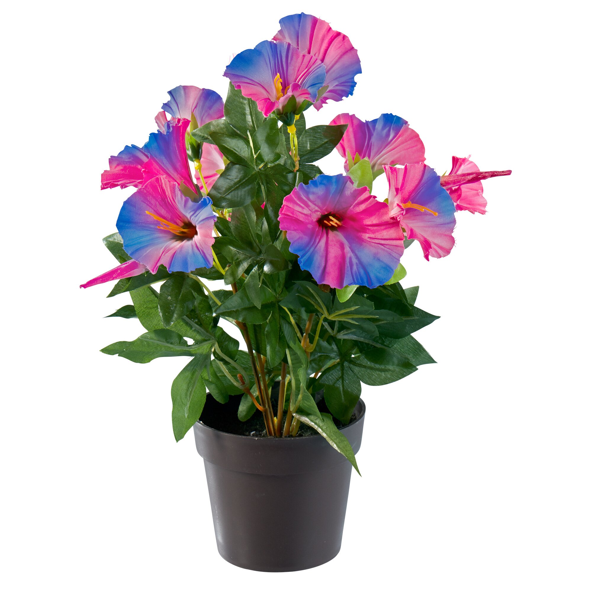 Pétunia