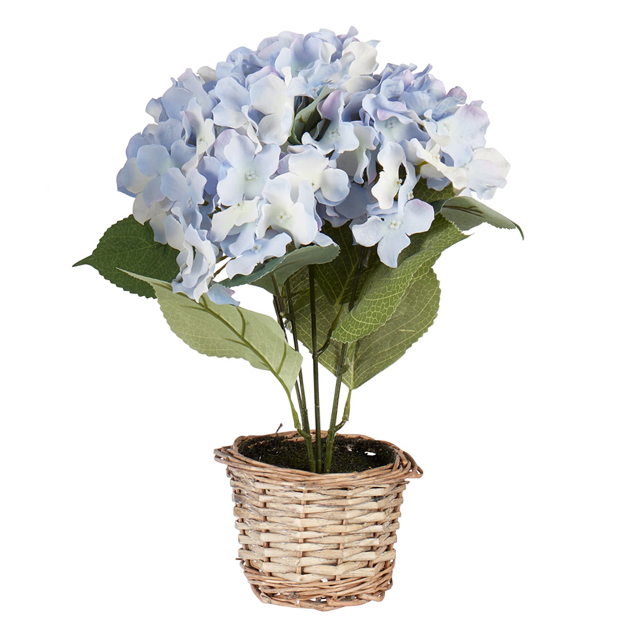 Deko-Hortensie, blau