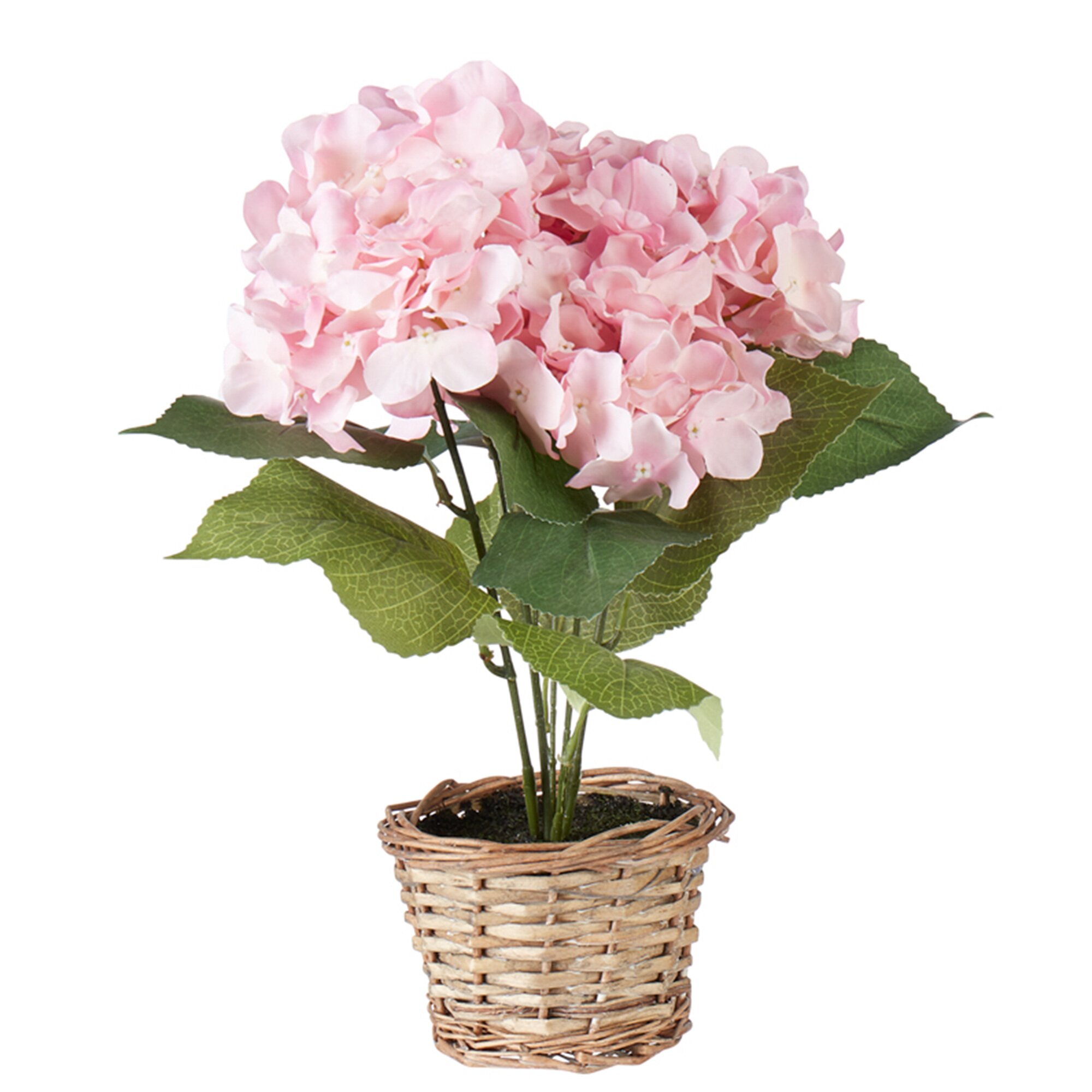 Deko-Hortensie, rosa