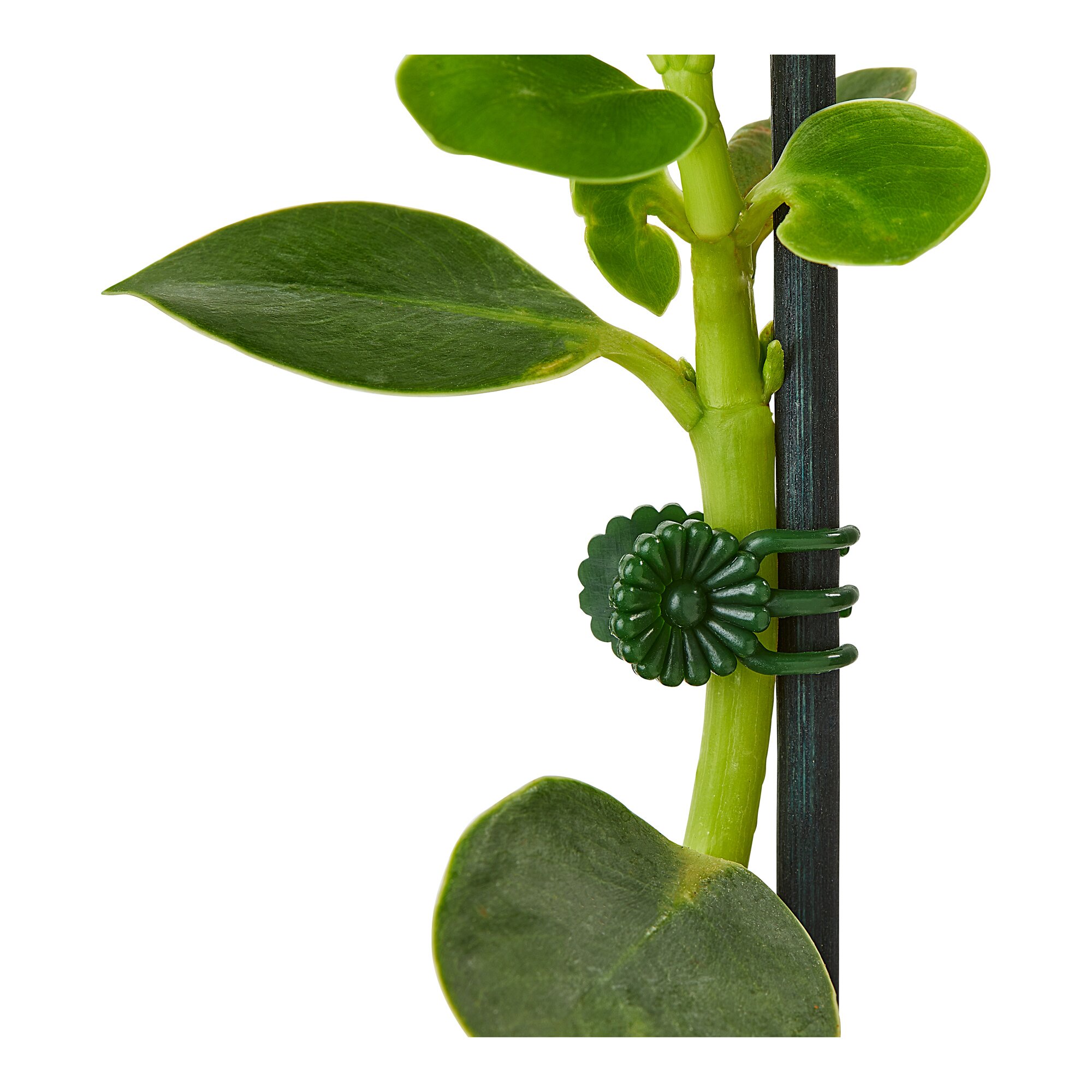 Clips à plantes, 30 pièces