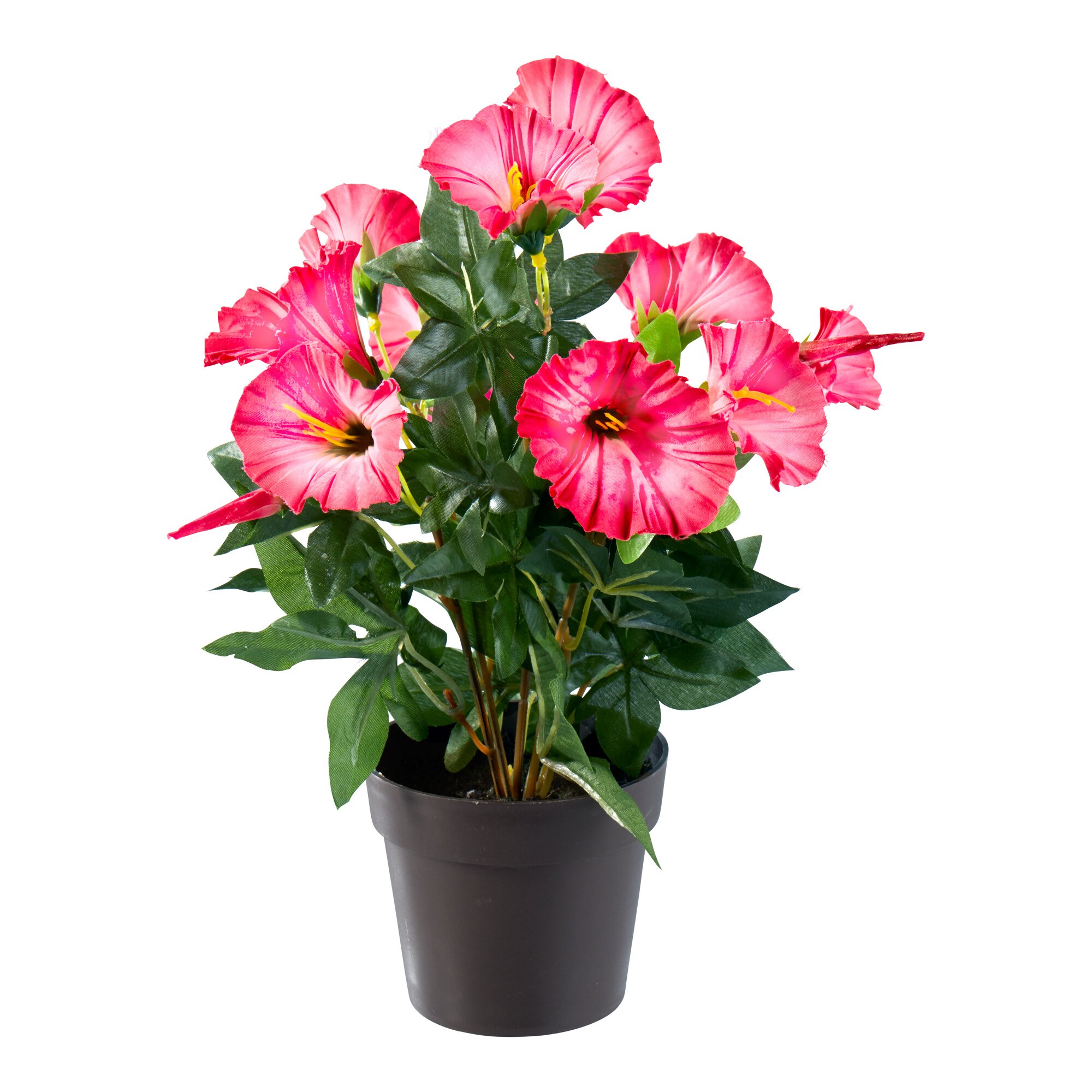 Petunie, rosa