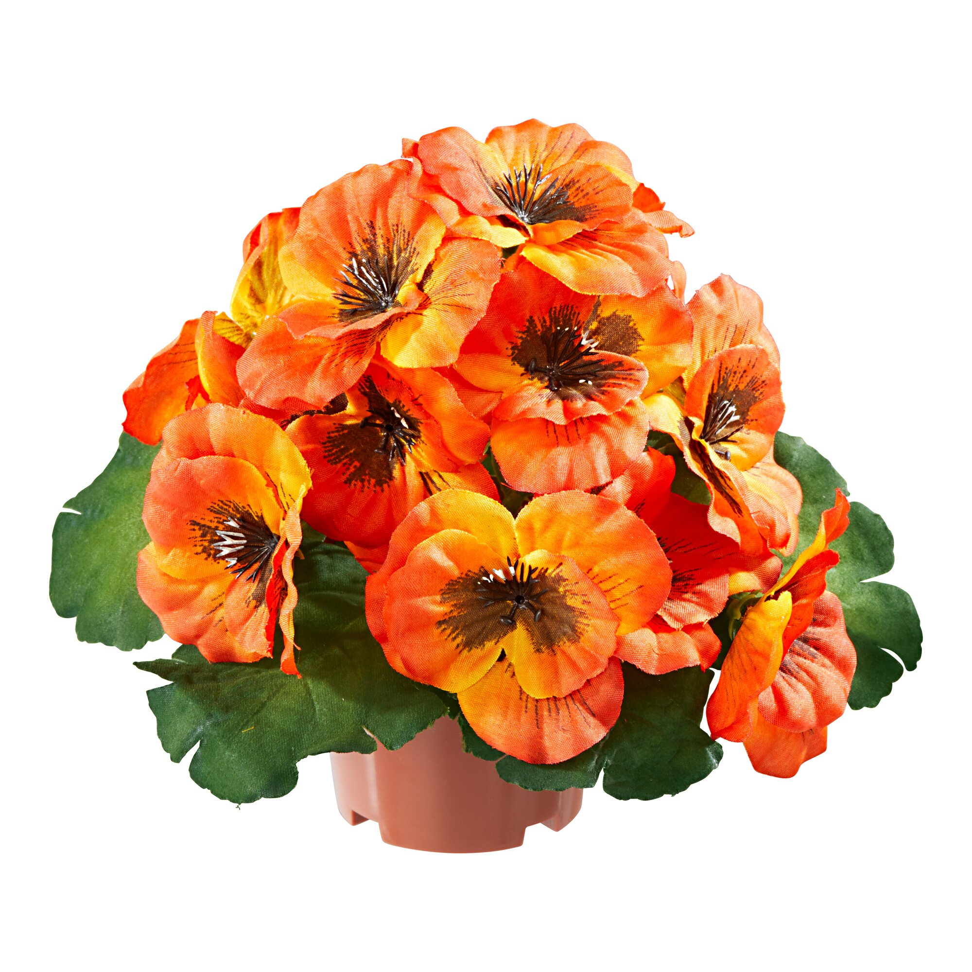 Stiefmütterchen, orange