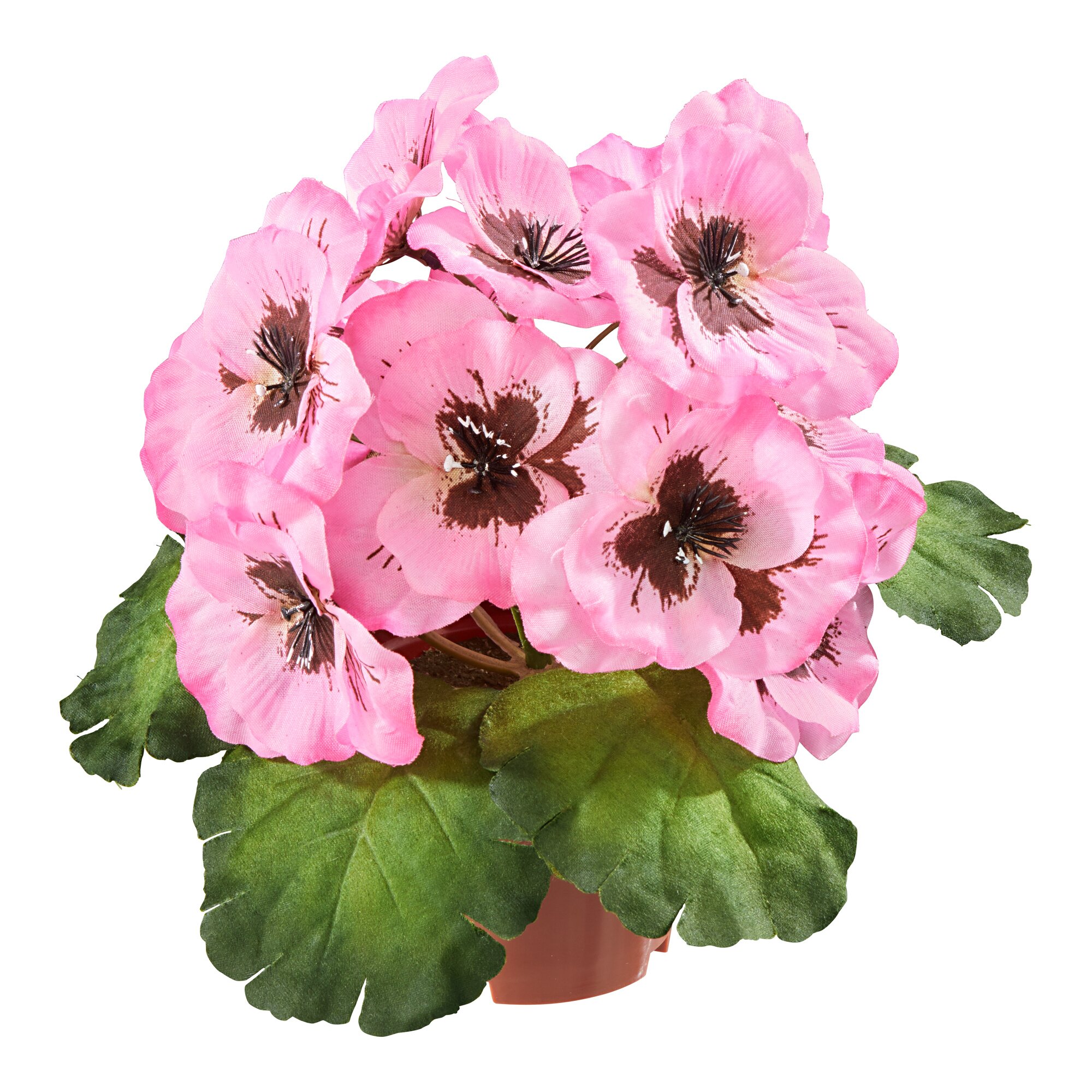 Stiefmütterchen, rosa