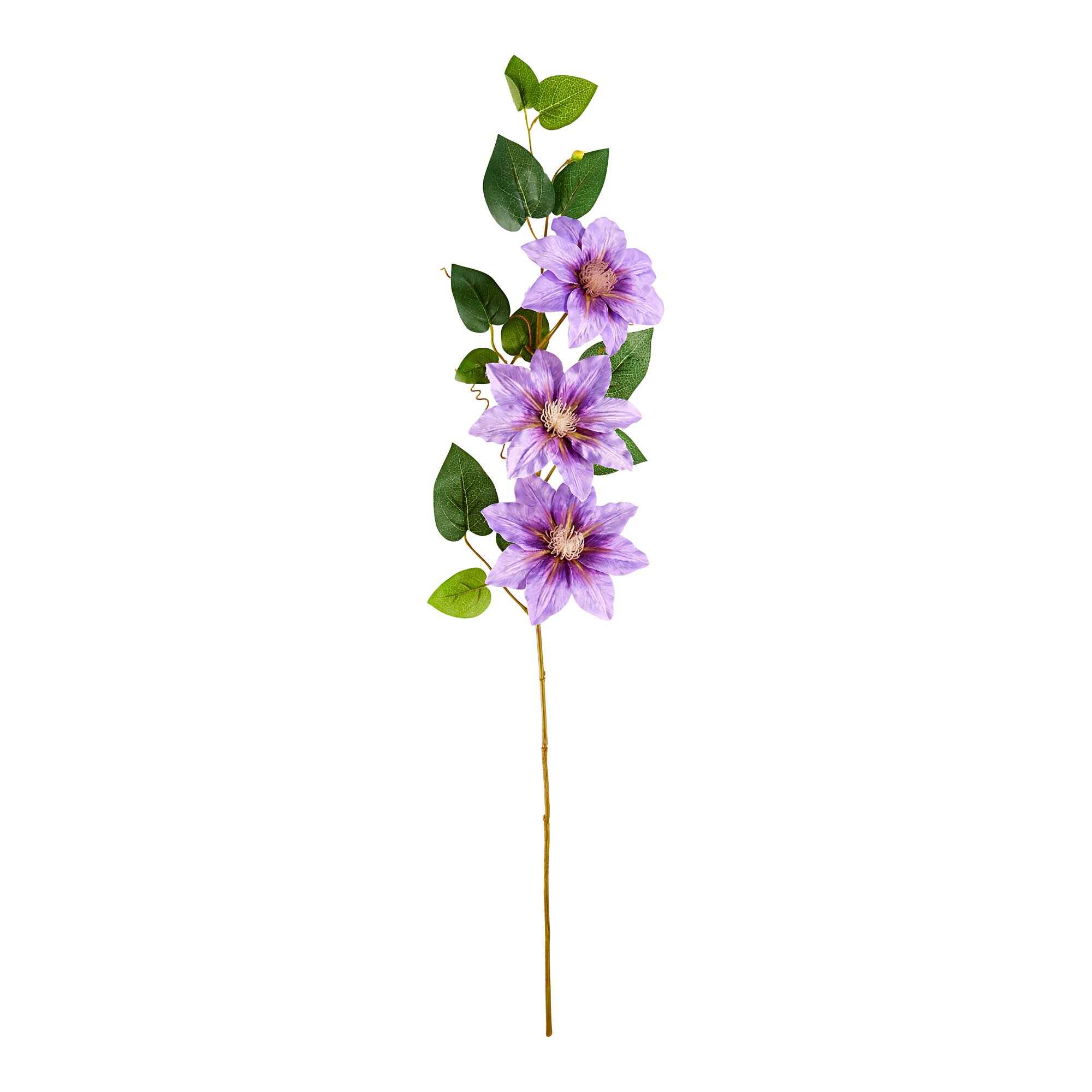 Clematis, lila