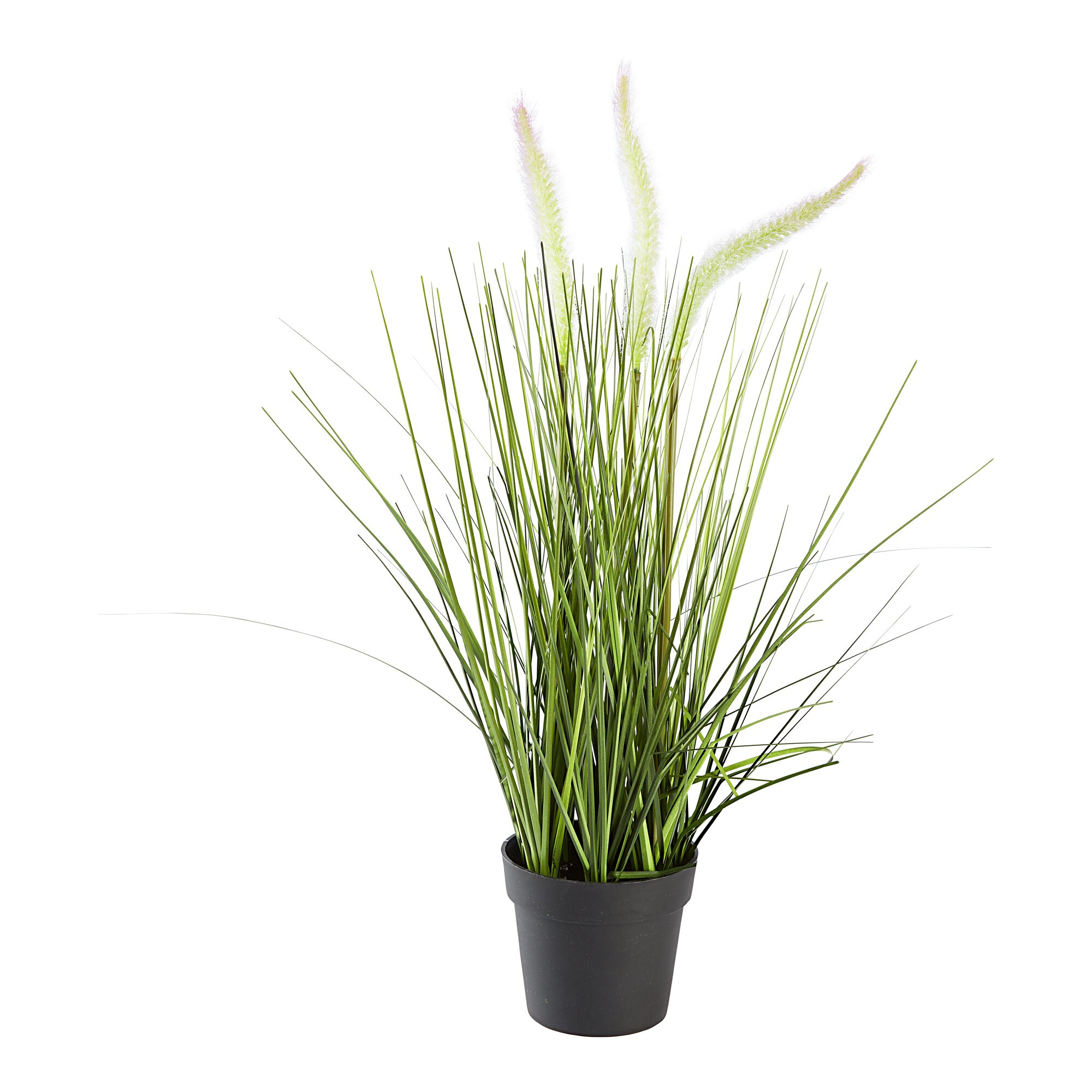 Zostère déco
