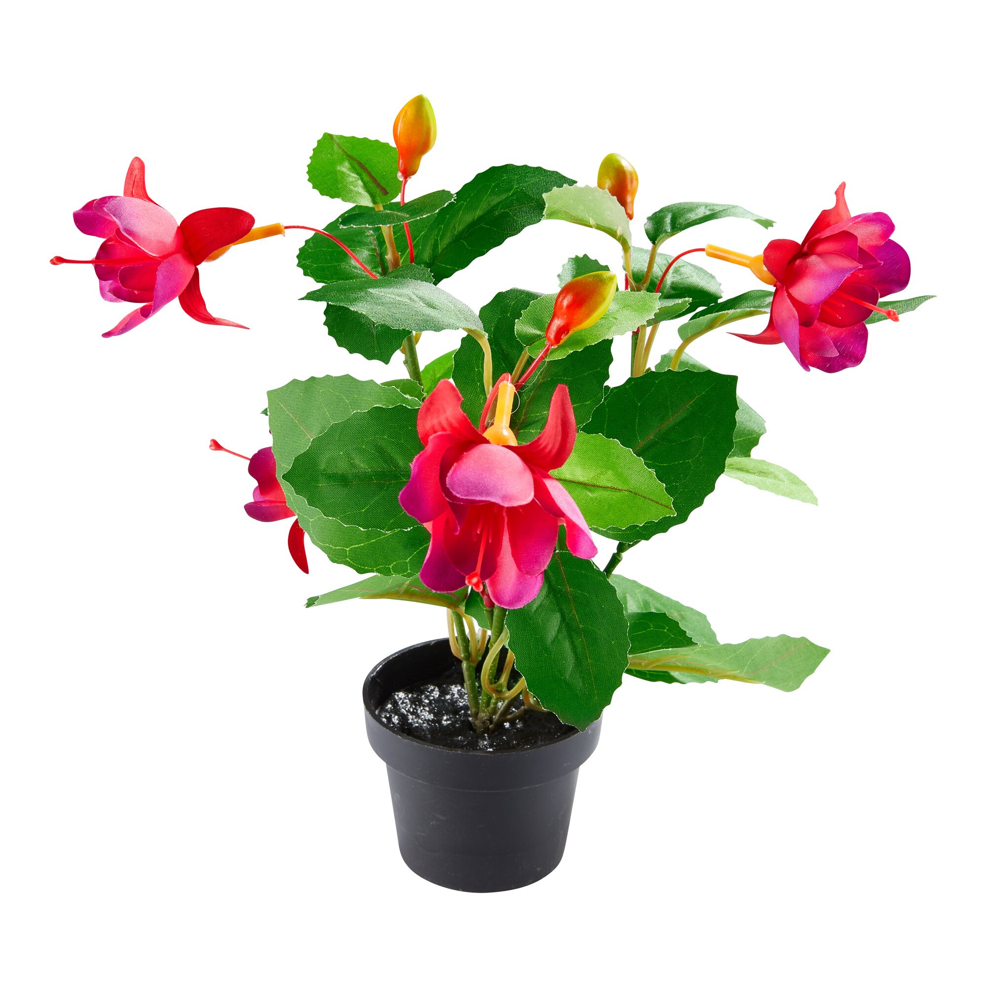 Fuchsie pink