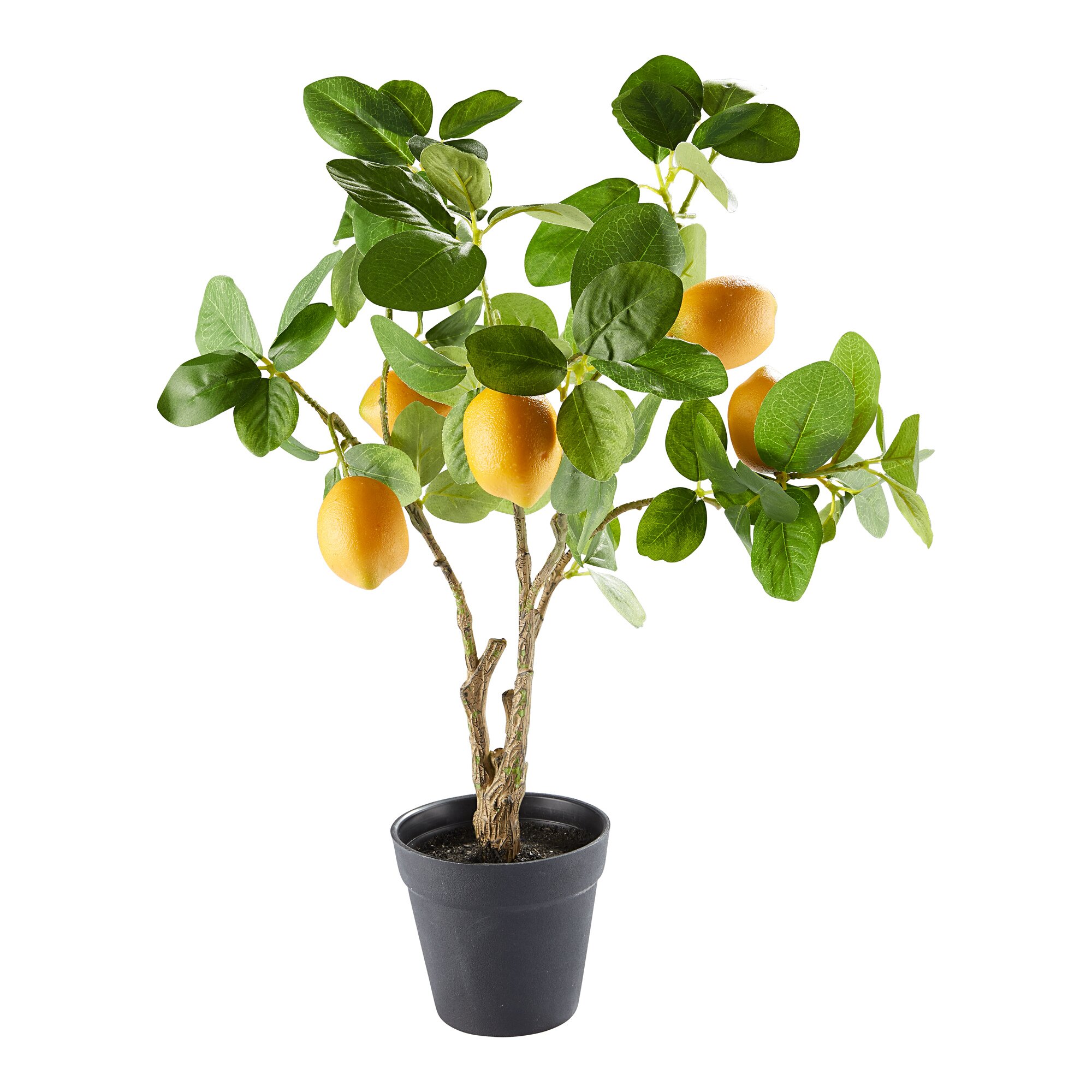 Arbre à agrumes