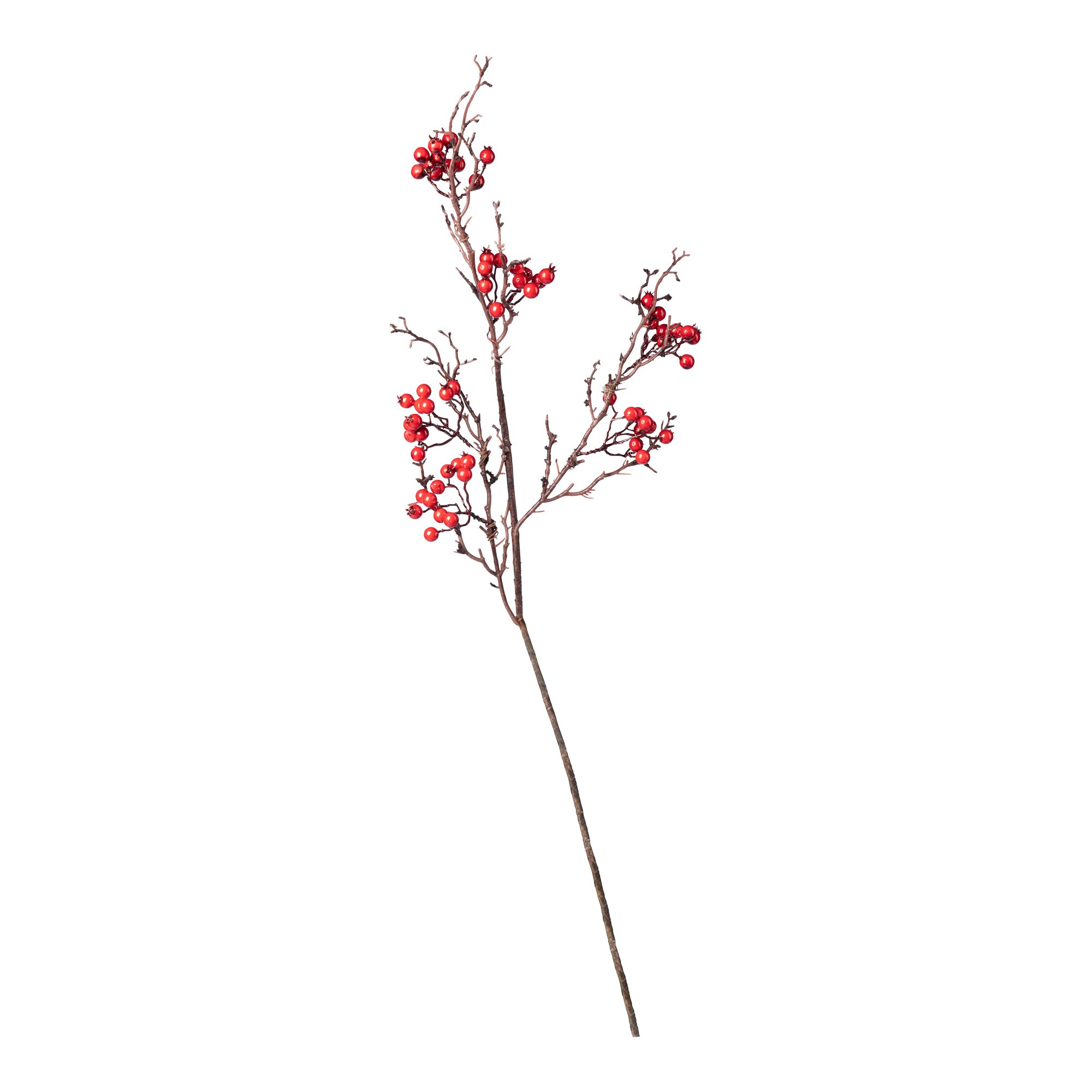 Branche de baies