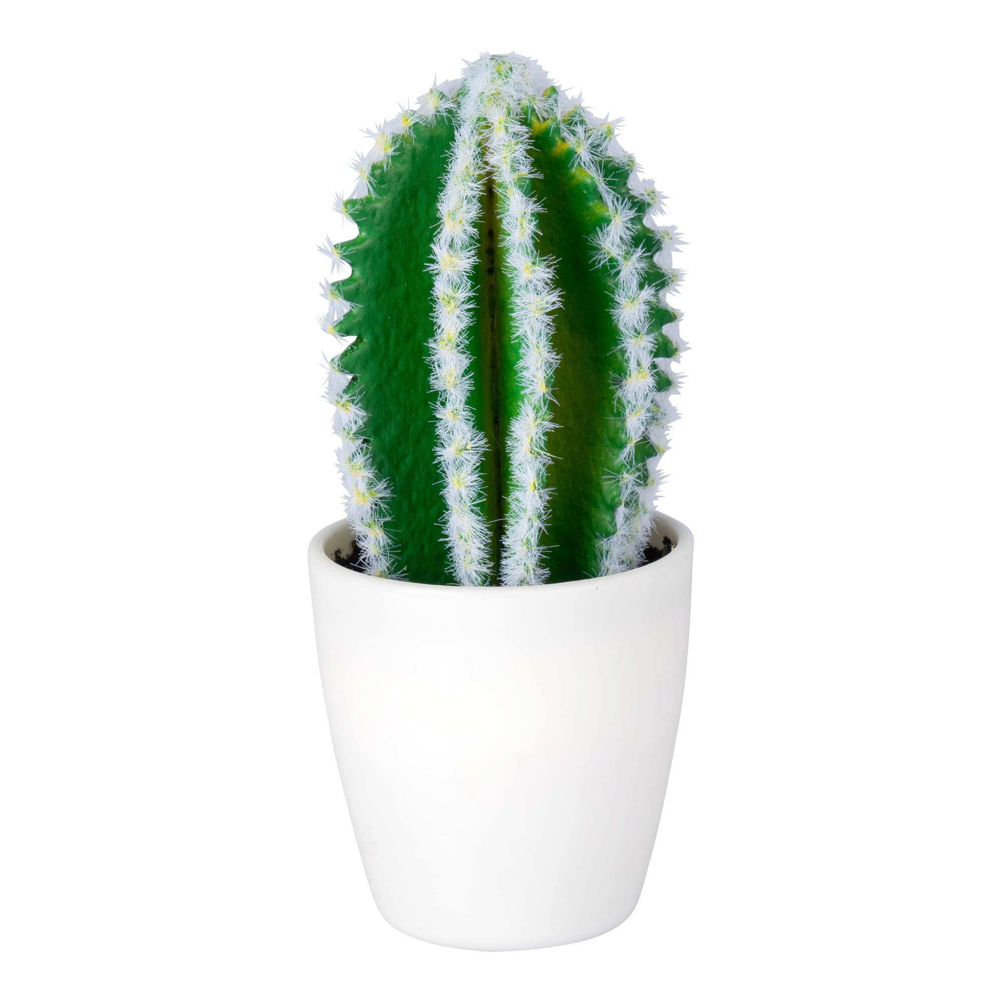 Cactus «Texas»
