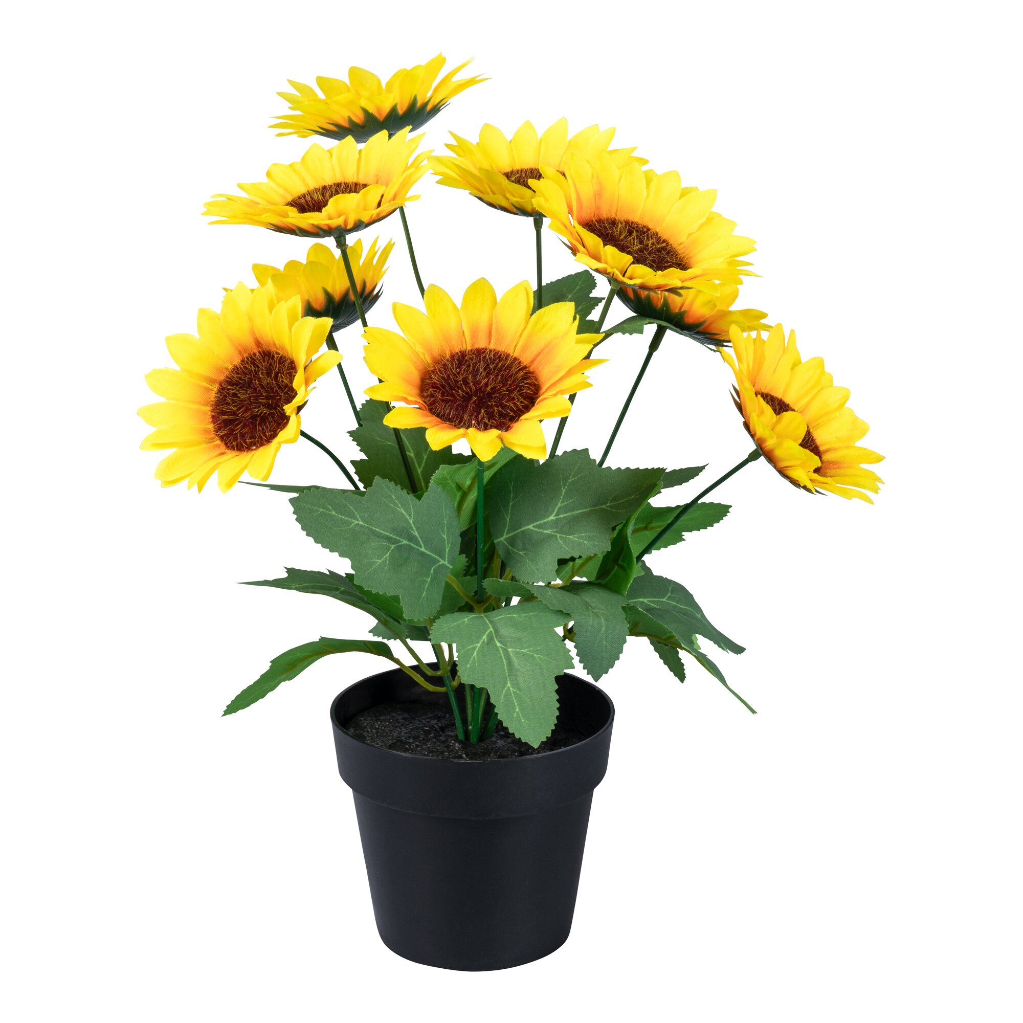 Pot de tournesols