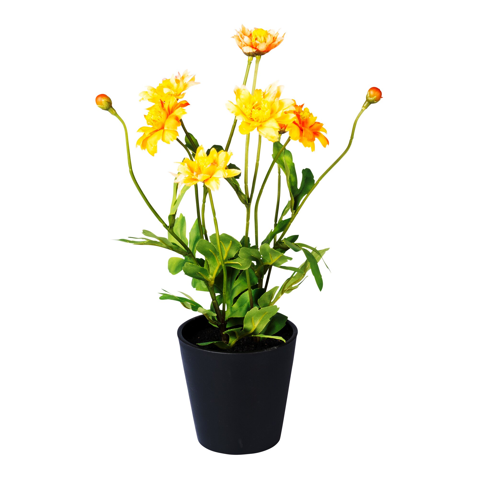 Kunst-Chrysantheme, orange