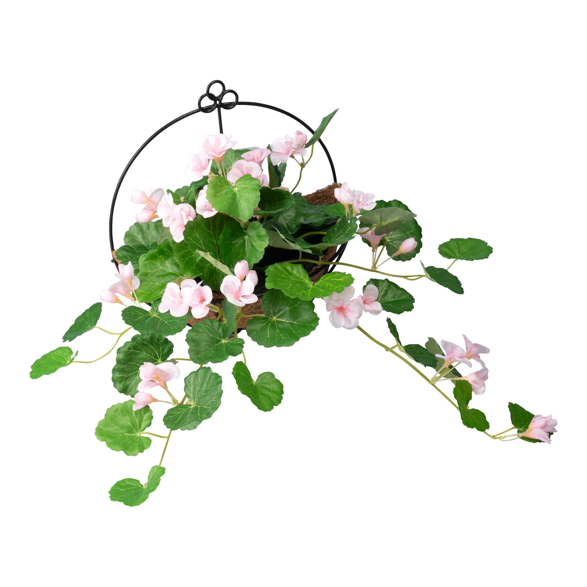 Hängegeranie im Metallgestell, rosa