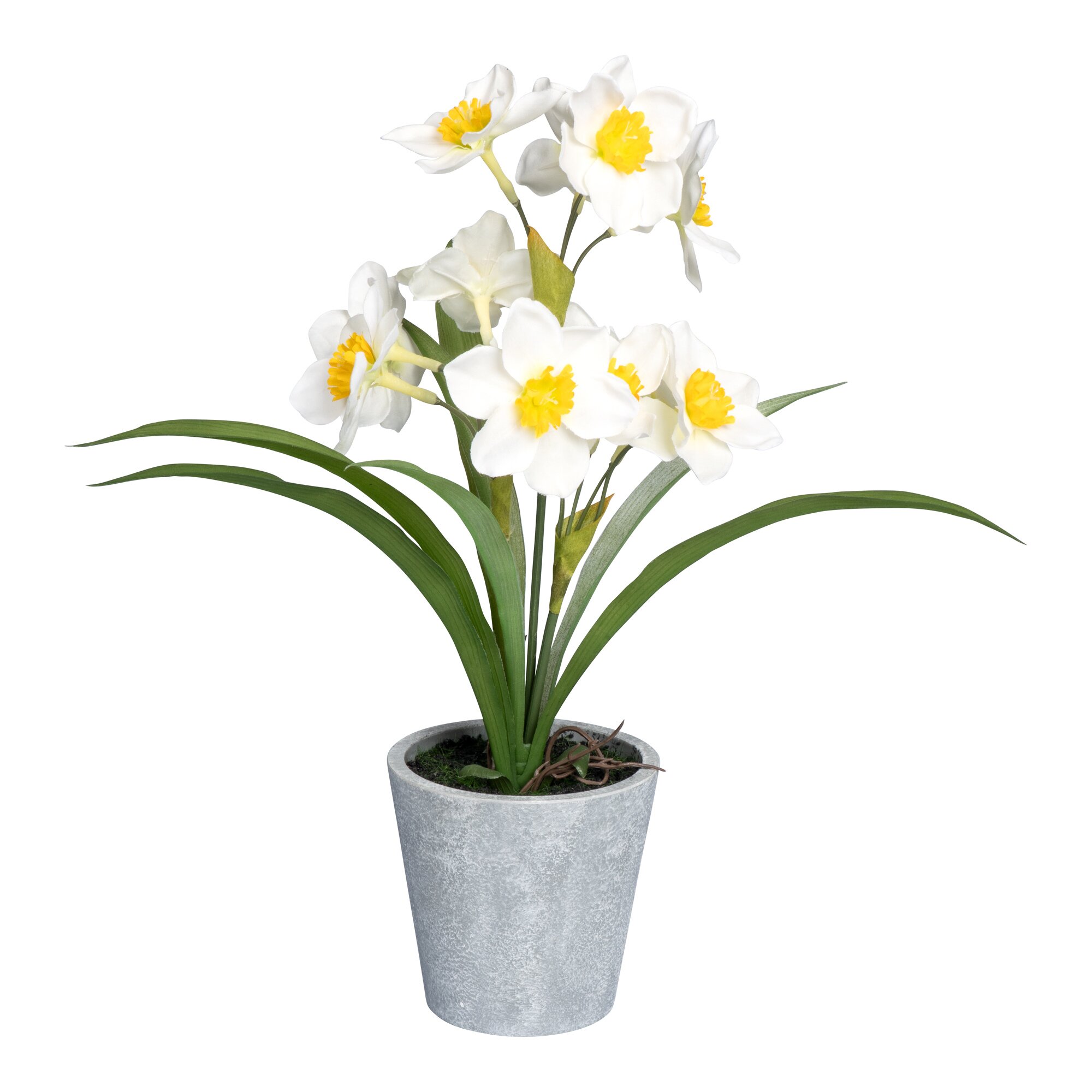 Osterglocken im Topf, weiß