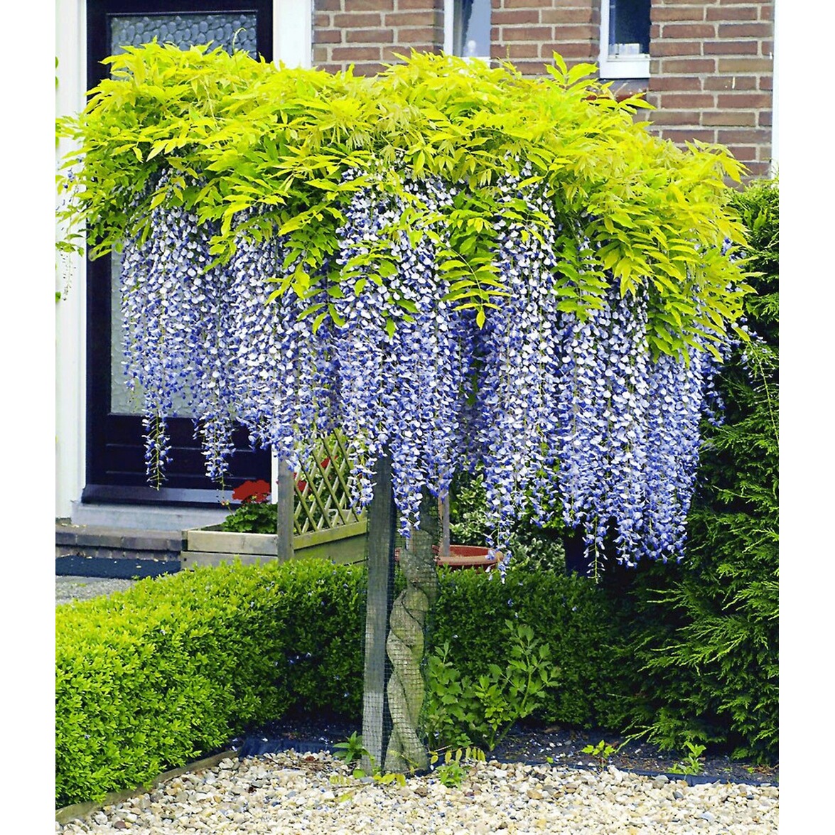 BALDURGarten Blauregen auf Stamm, 1 Pflanze Wisteria