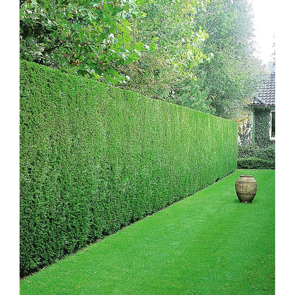 BALDURGarten LeylandZypressenHecke, 1 Pflanze online