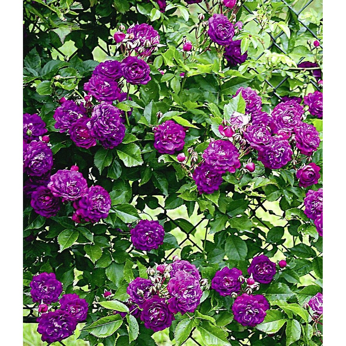 BALDURGarten RamblerRosen �Bleu Magenta�, 1 Pflanze