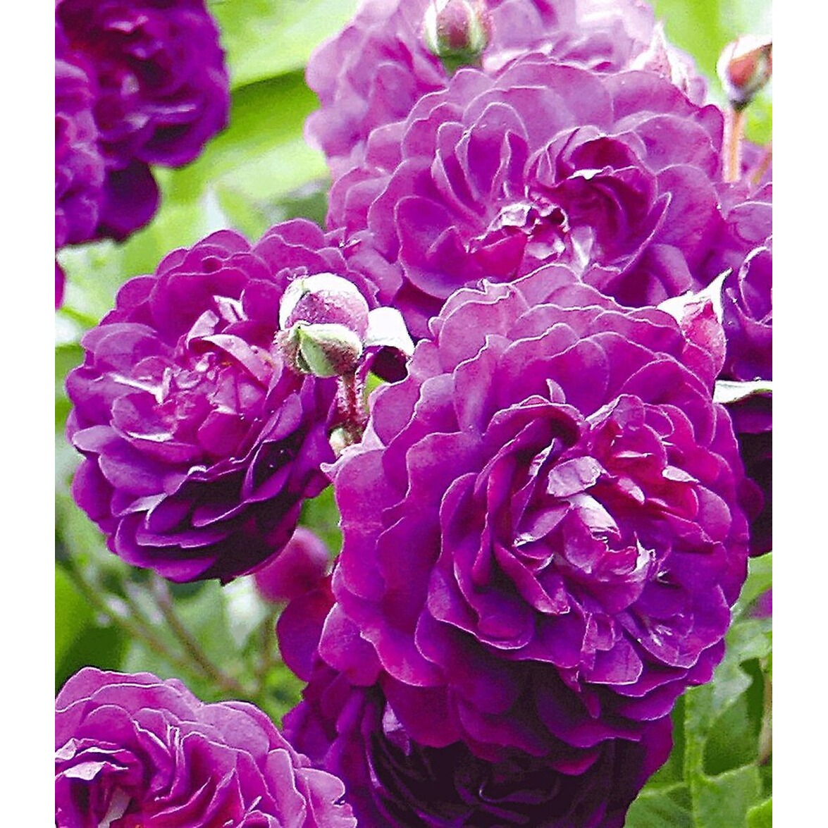 BALDURGarten RamblerRosen �Bleu Magenta�, 1 Pflanze
