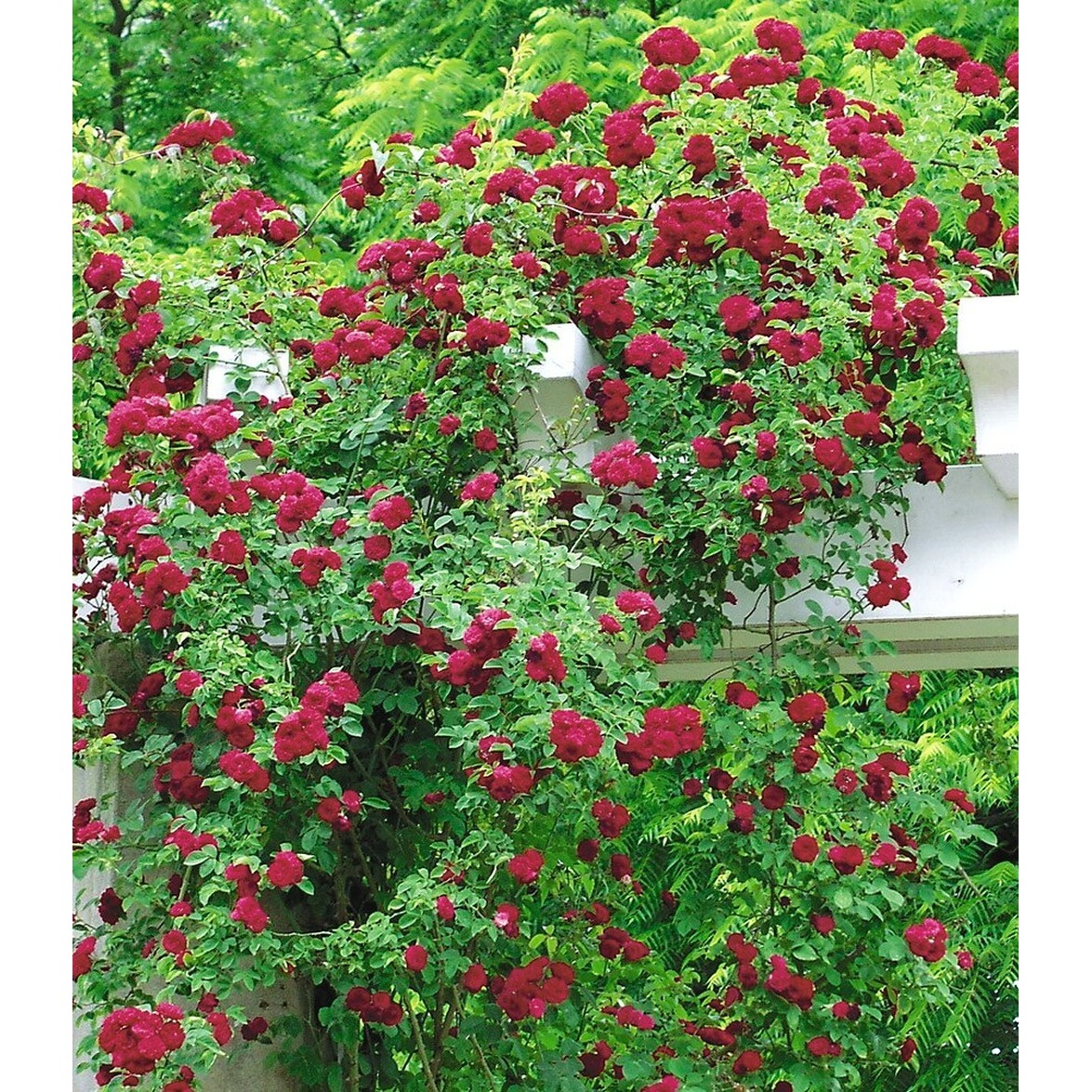 BALDURGarten RamblerRosen �Chevy Chase�, 1 Pflanze