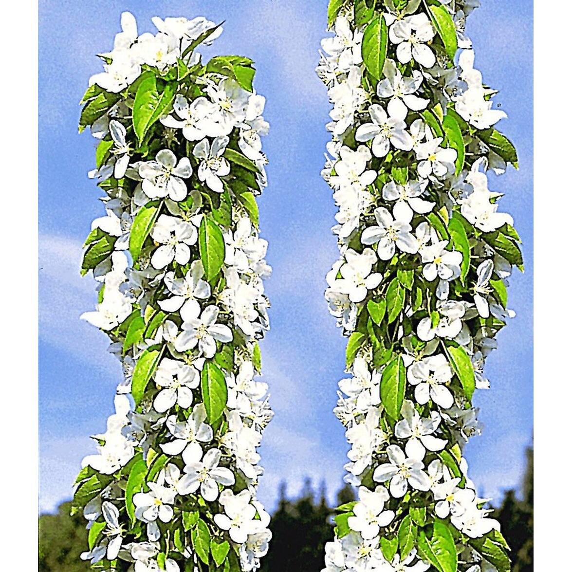 BALDURGarten SäulenKirschen �Sylvia® & Helena®�, 2