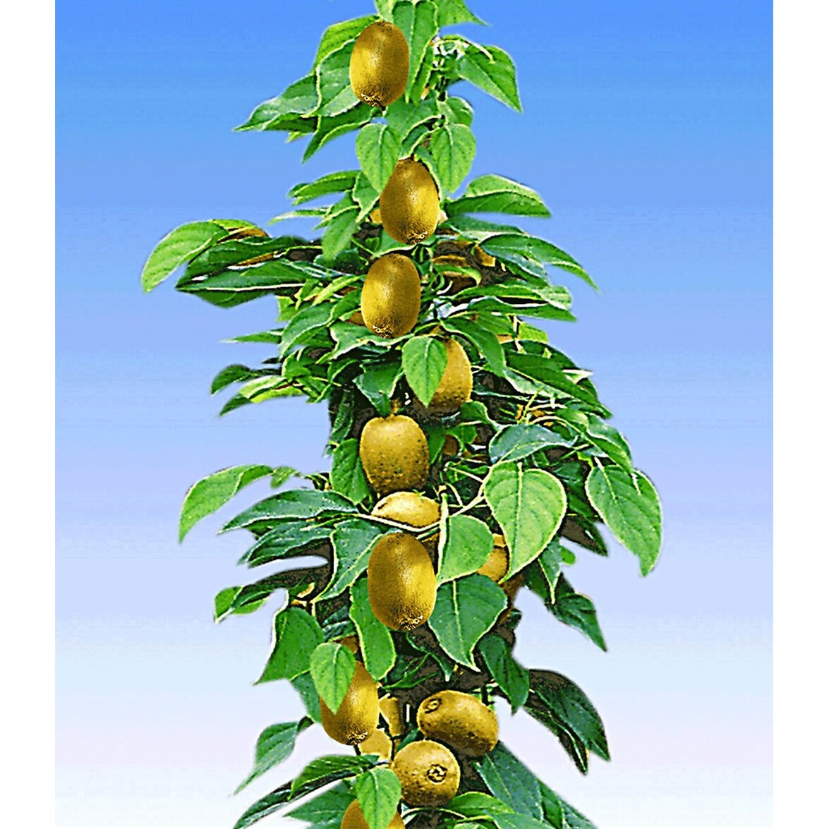BALDUR-Garten Säulen-Kiwi 'Issai', 1 Pflanze online kaufen ...