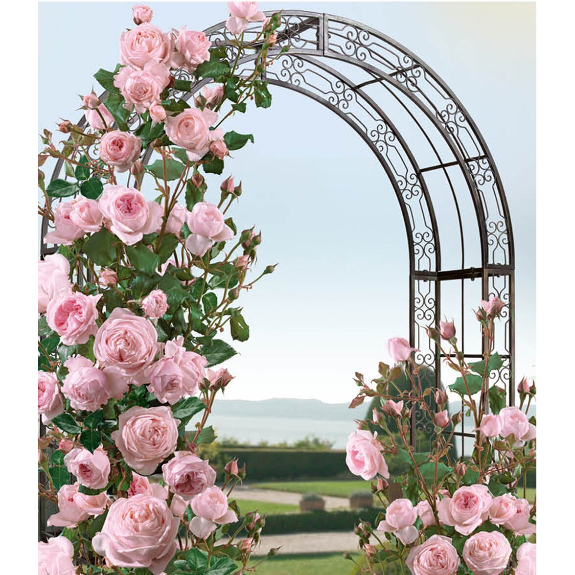 BALDURGarten Delbard® Kletterrosen �Nahéma®�, 1 Pflanze