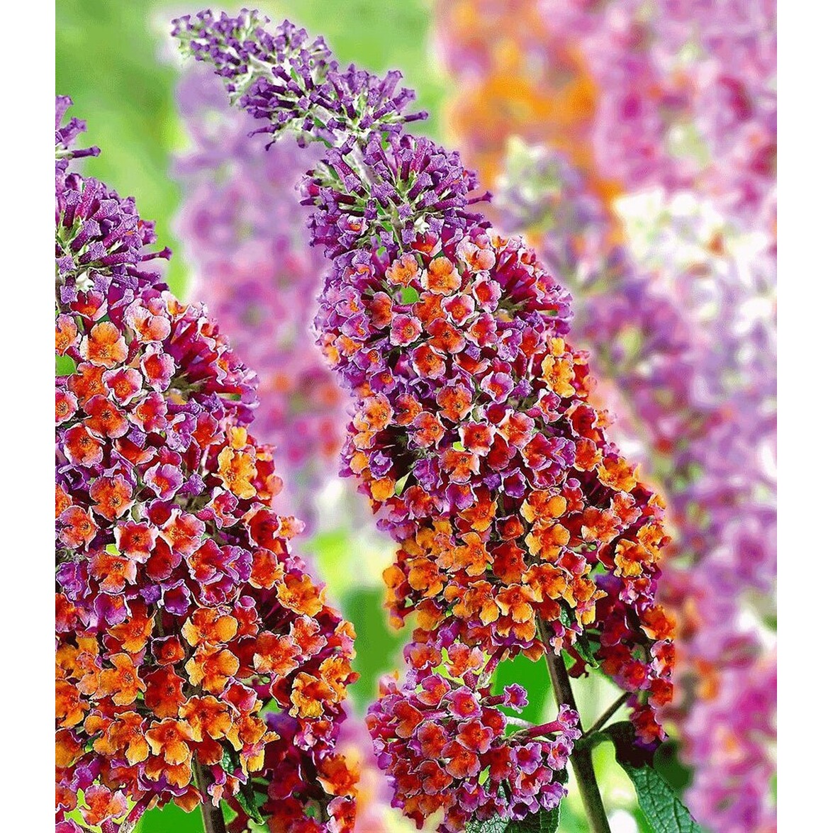 BALDUR-Garten Sommerflieder-Sortiment Buddleia 'Papillion Tricolor' und