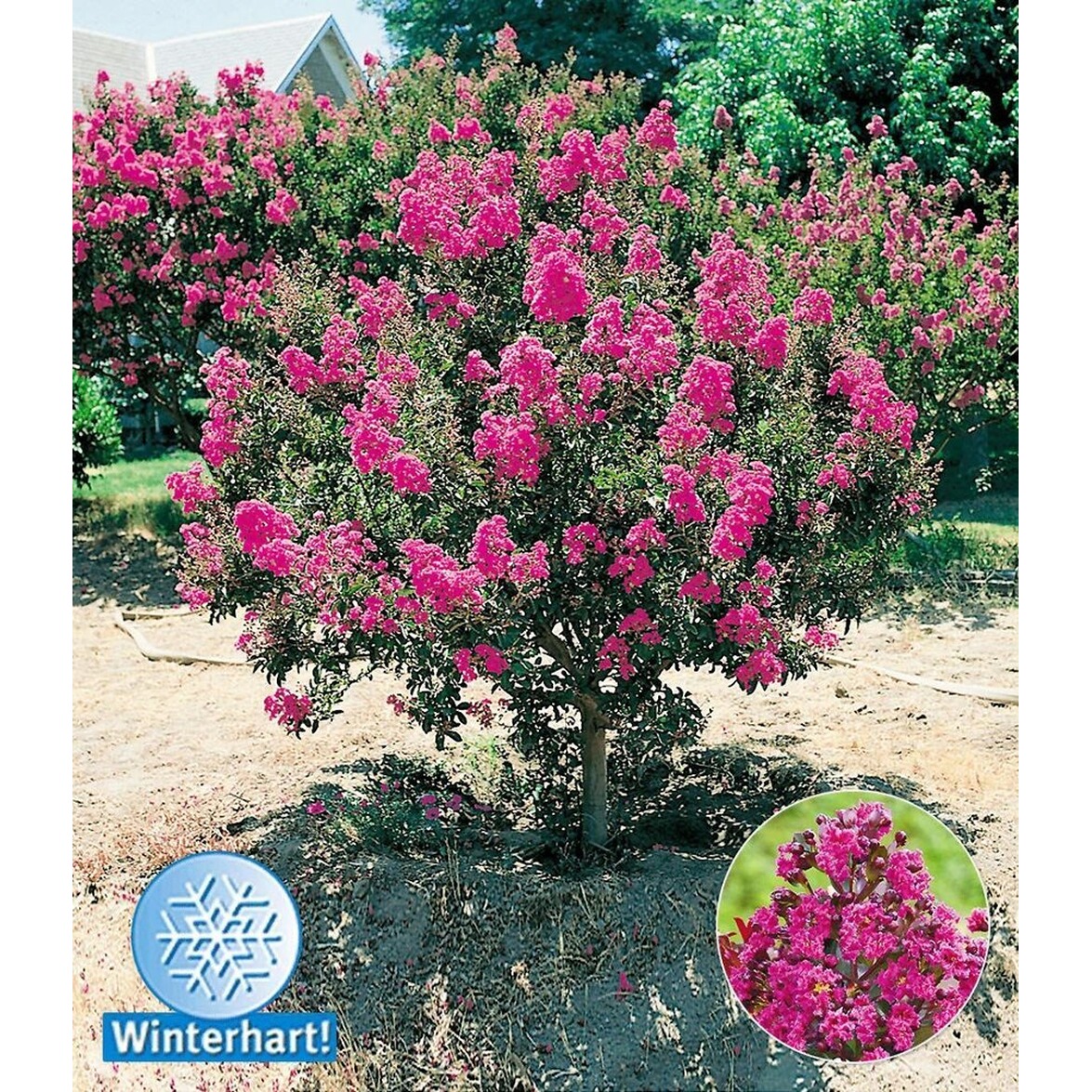BALDURGarten Flieder des Südens,1 Pflanze online kaufen