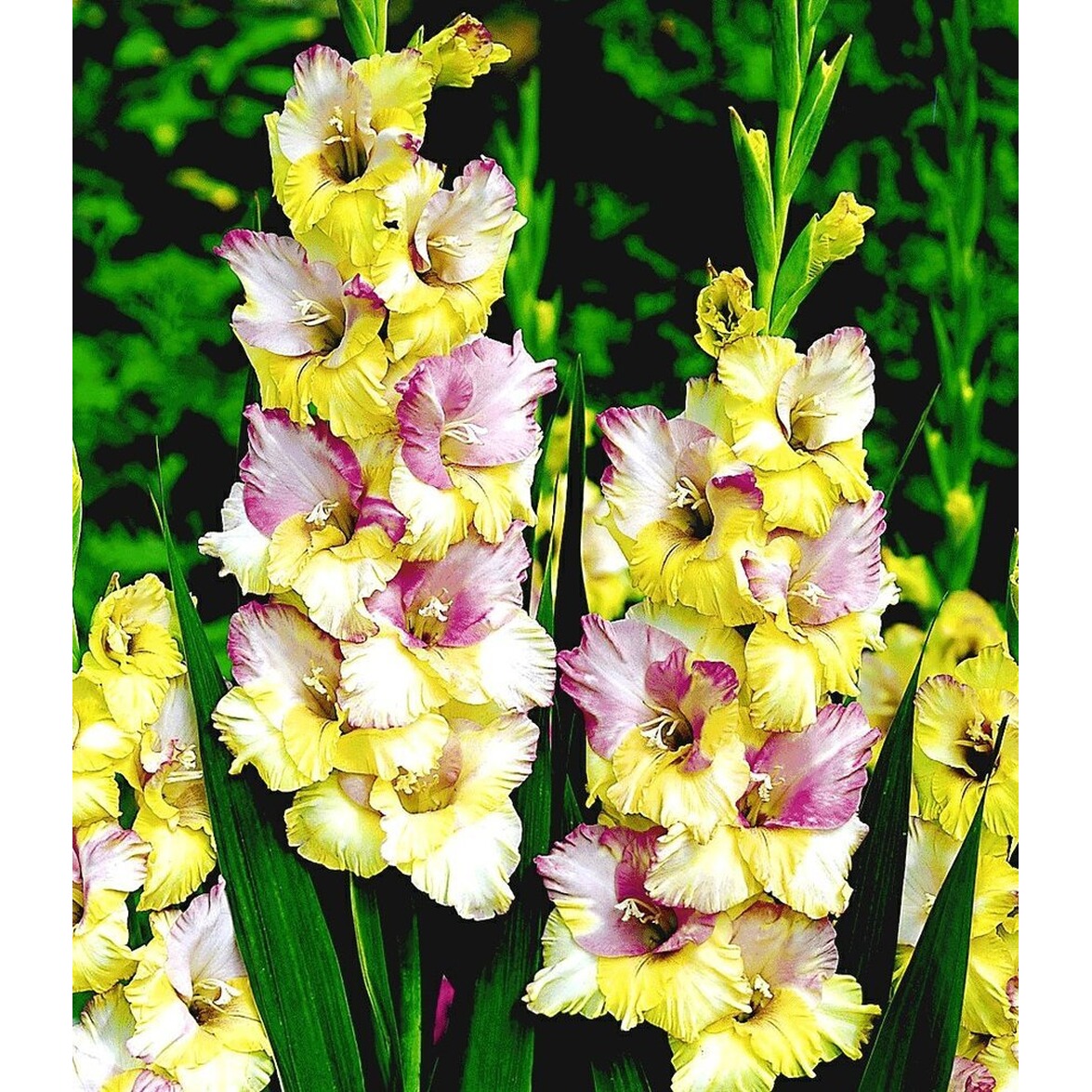 BALDUR-Garten Riesen-Gladiole "Mon Amour",12 Stück Gladiolus online
