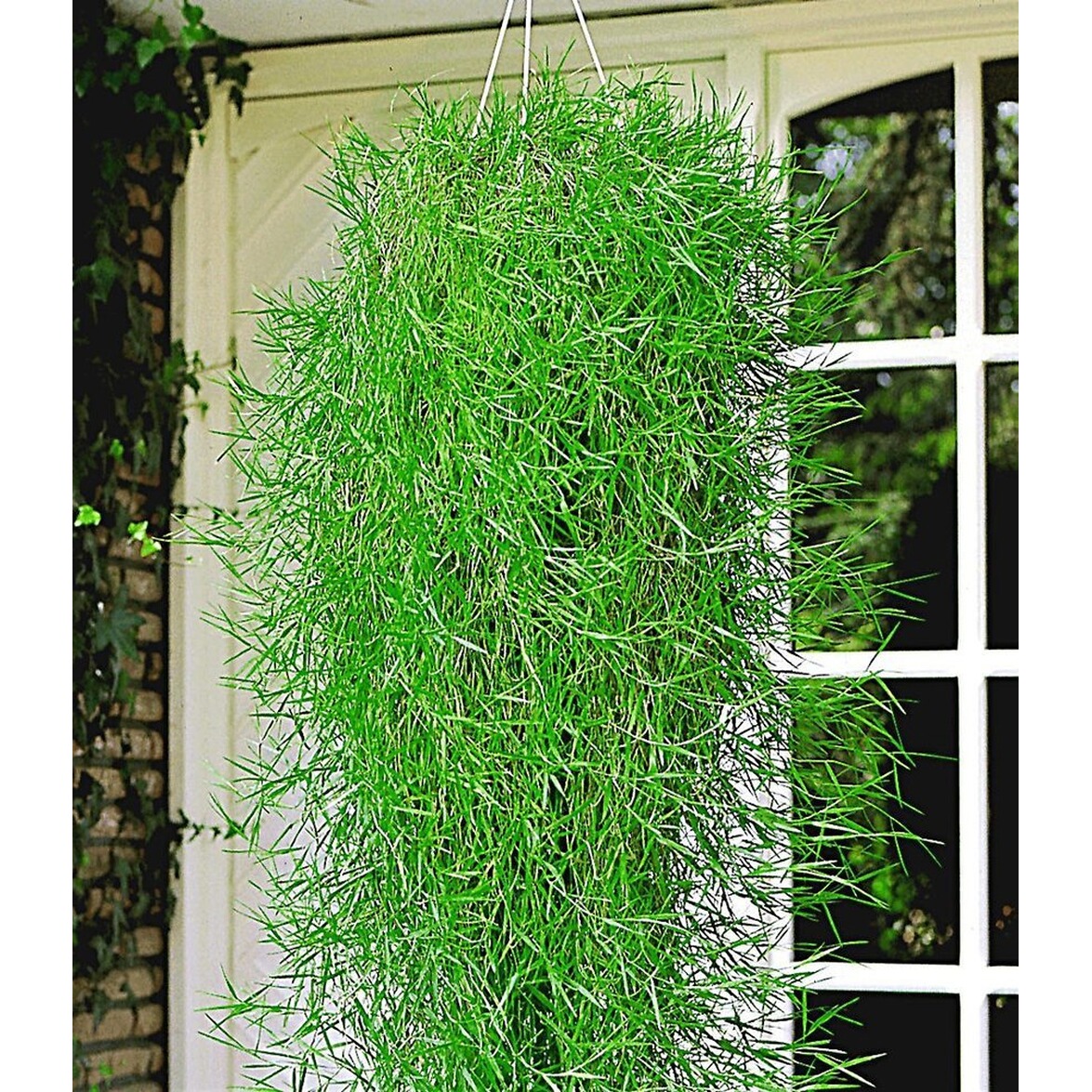 BALDURGarten Hängender Bambus "Green Twist",2 Pflanzen