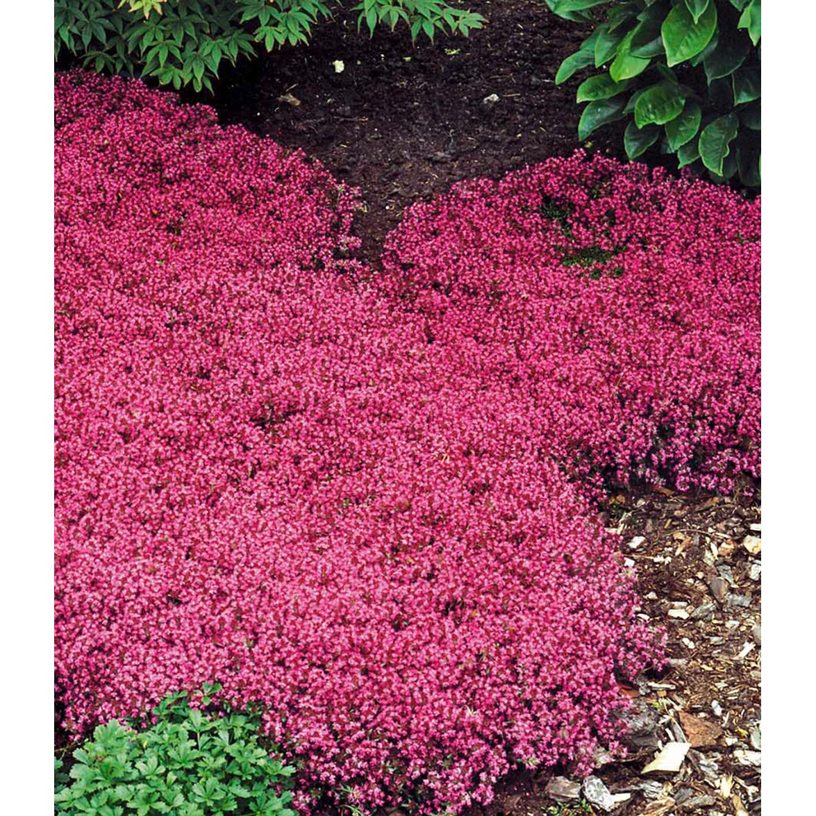 Winterhart Bodendecker-Thymian Thymus