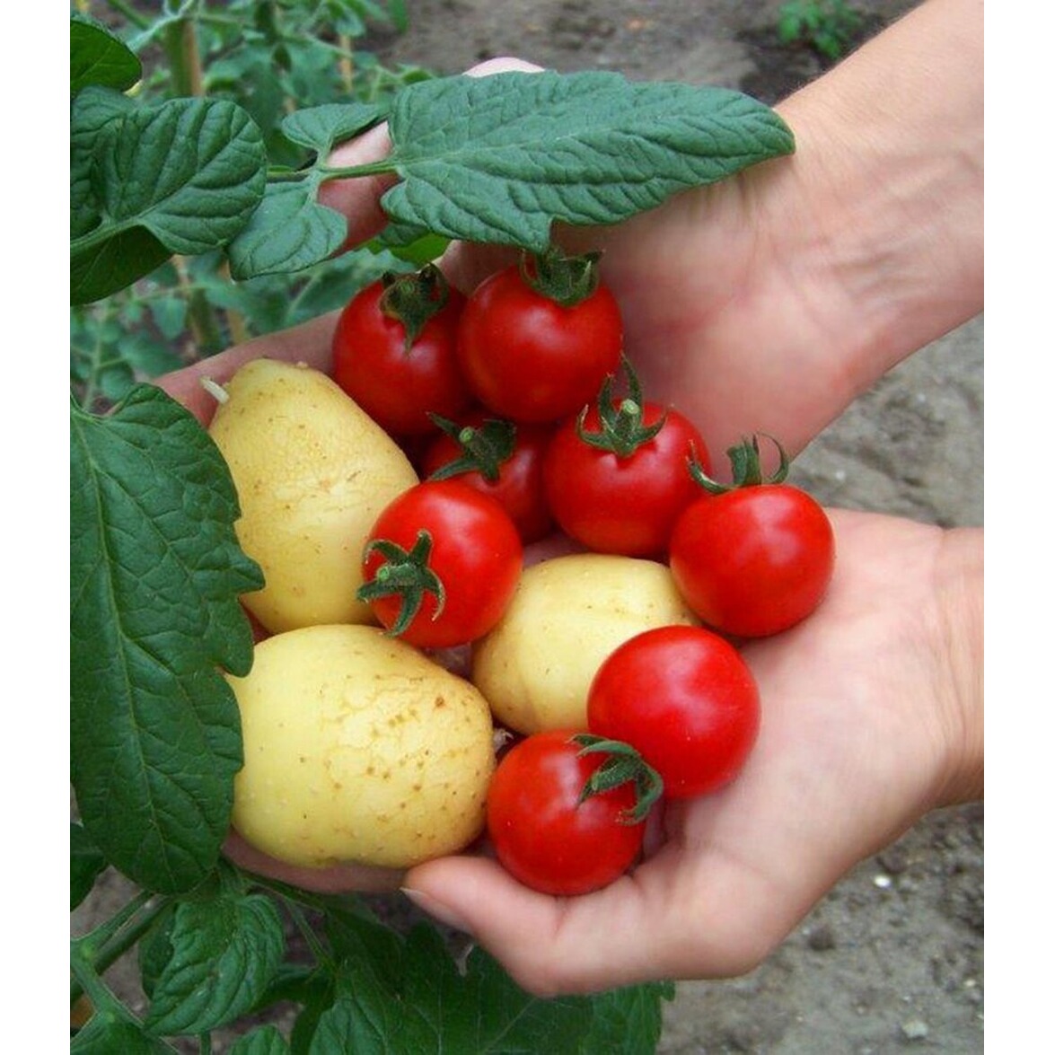 BALDUR-Garten TomTato® 1 Pflanze Tomaten und Kartoffeln an einer